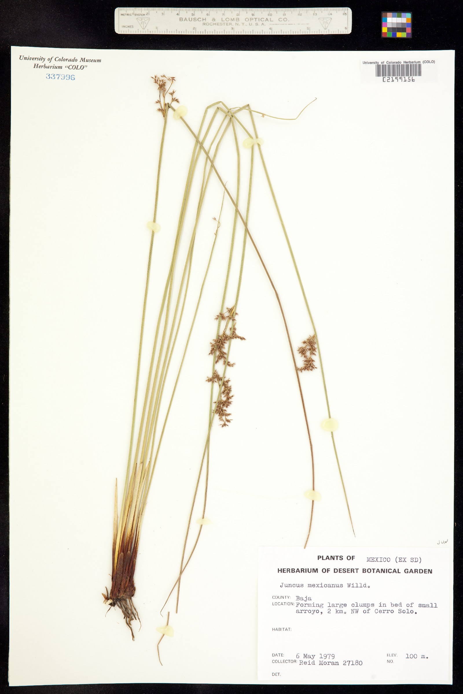 Juncus balticus ssp. mexicanus image