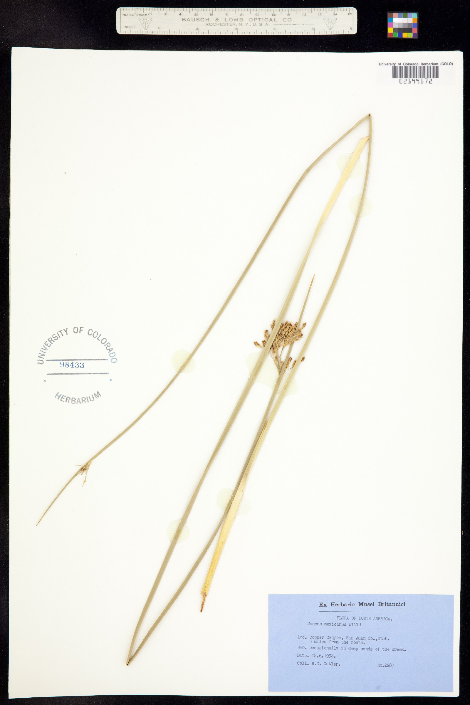 Juncus balticus ssp. mexicanus image