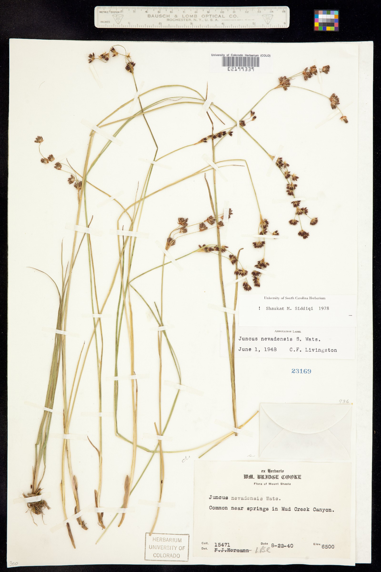 Juncus nevadensis image