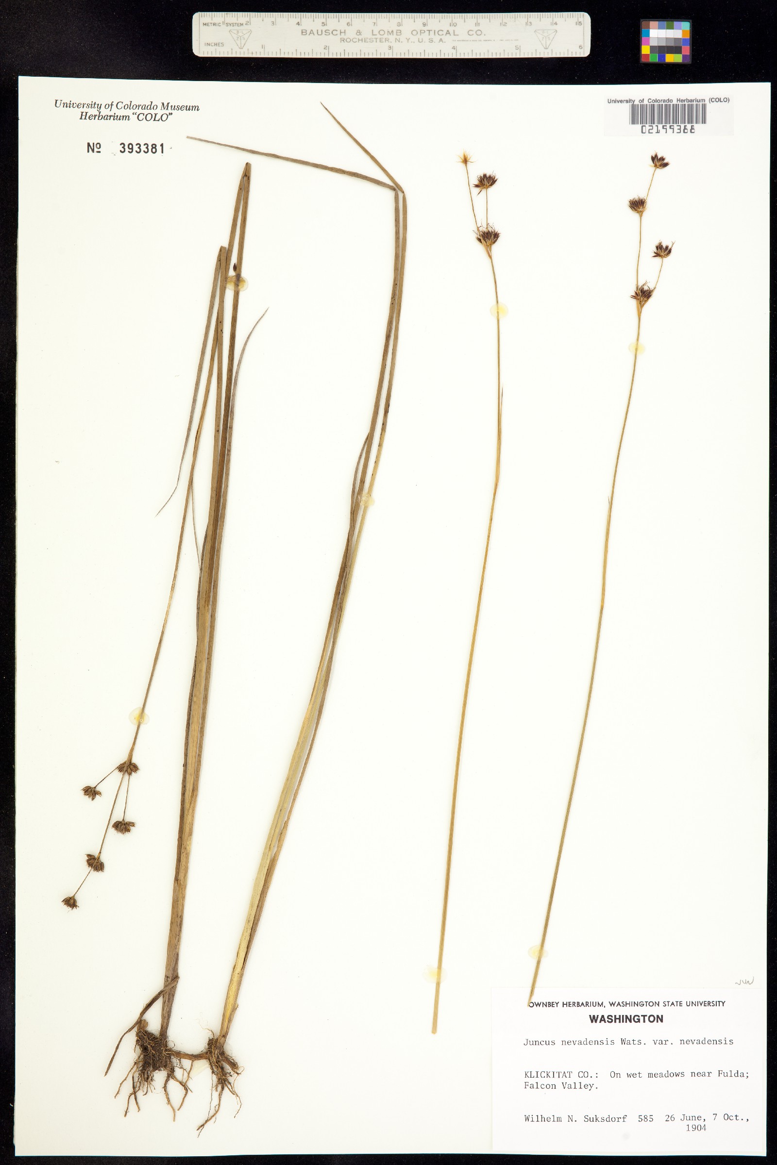 Juncus nevadensis image