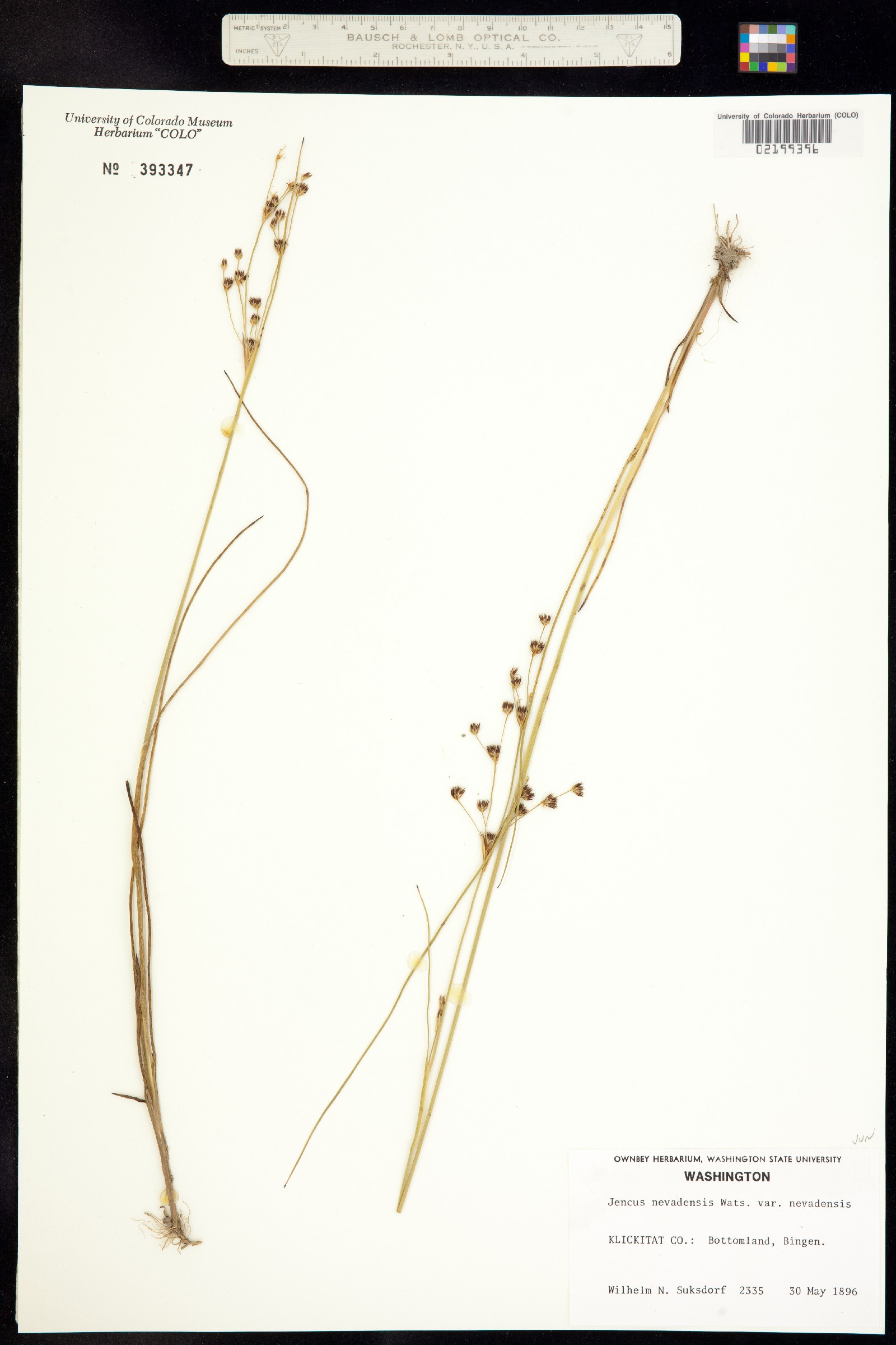 Juncus nevadensis image