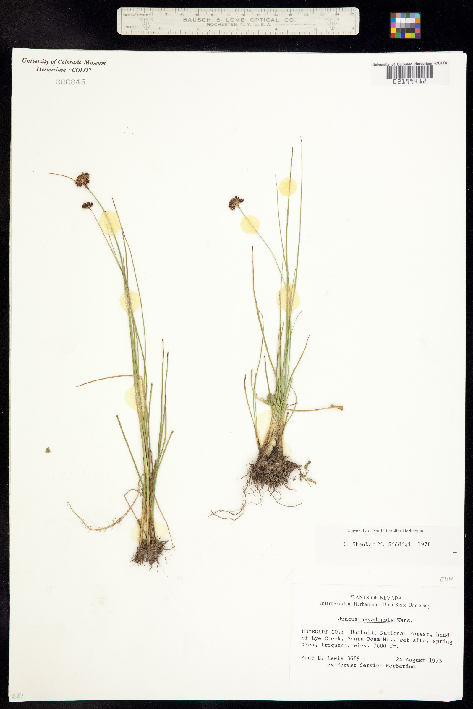 Juncus nevadensis image