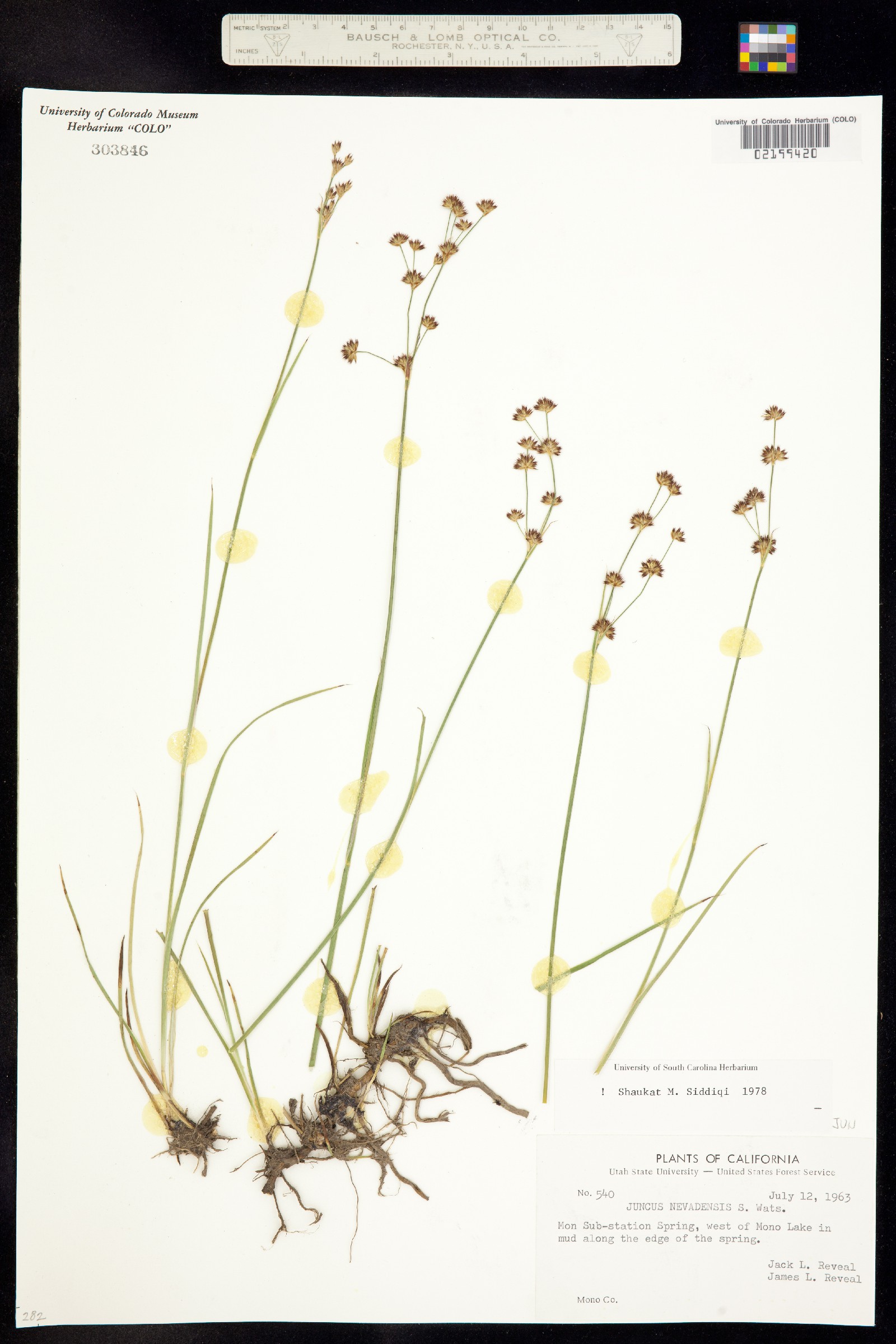 Juncus nevadensis image