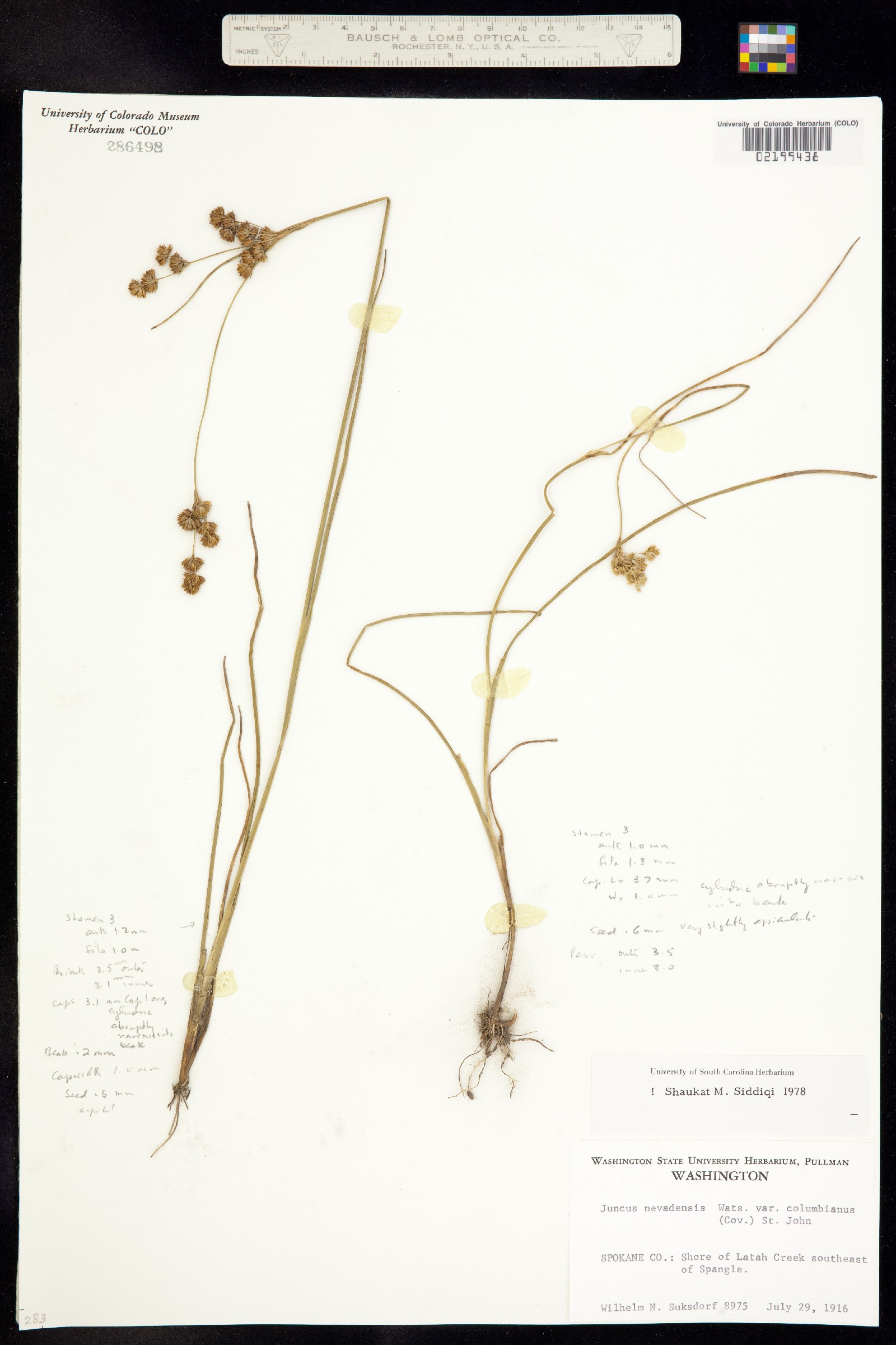 Juncus nevadensis image
