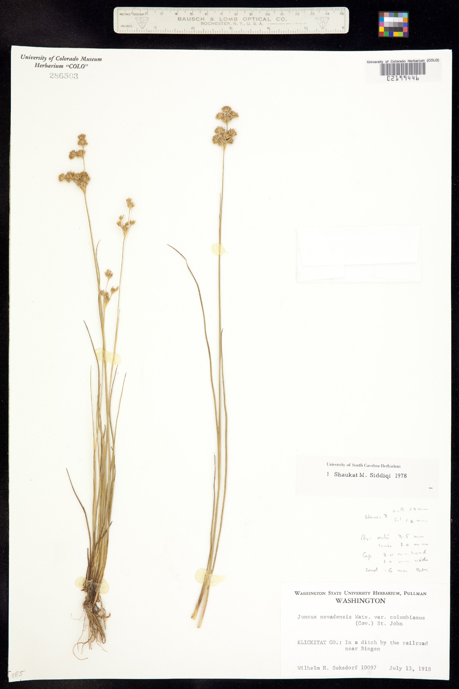 Juncus nevadensis image