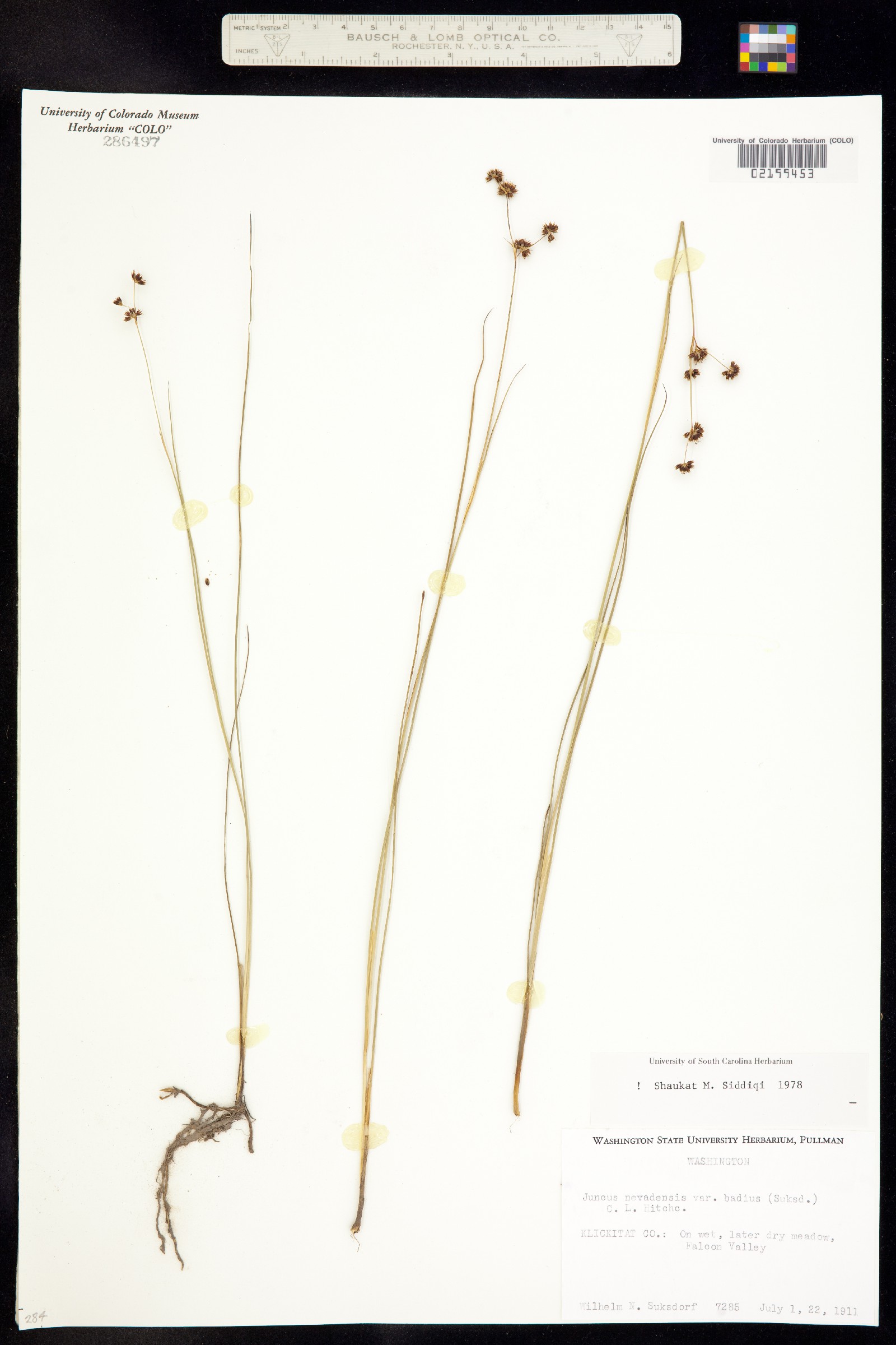 Juncus nevadensis image