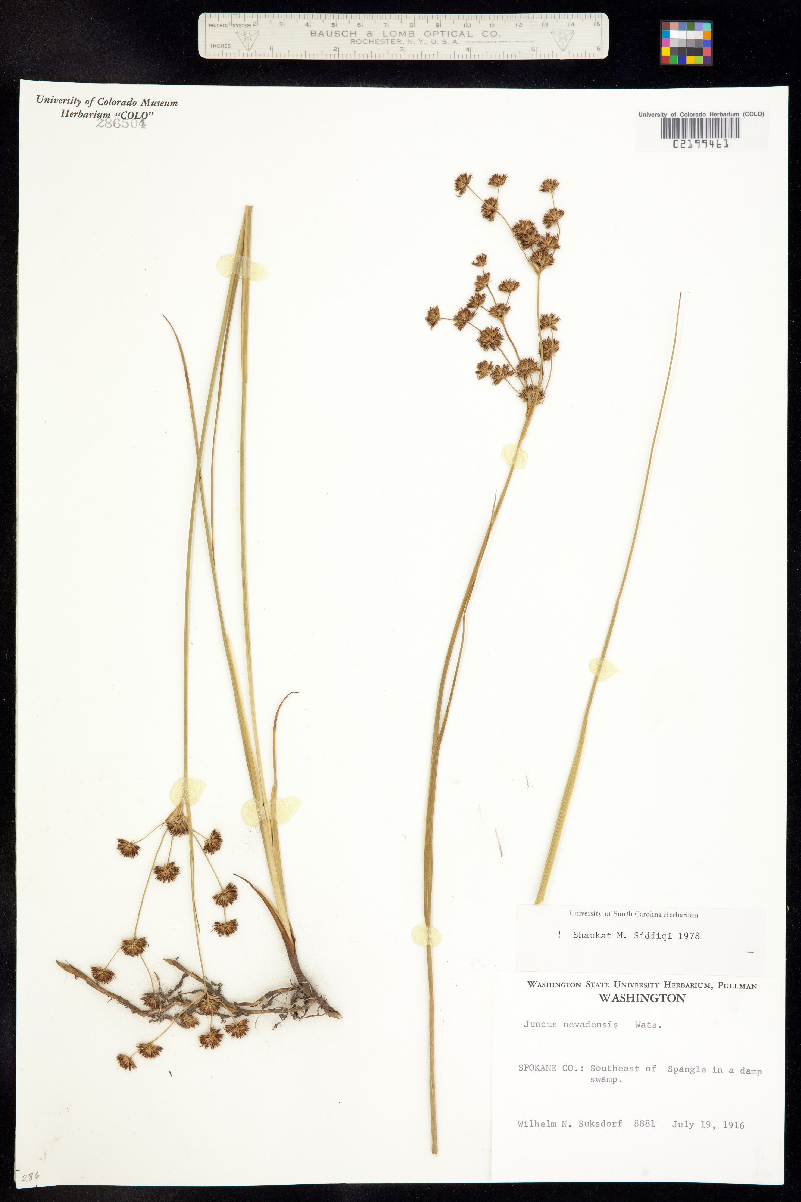 Juncus nevadensis image