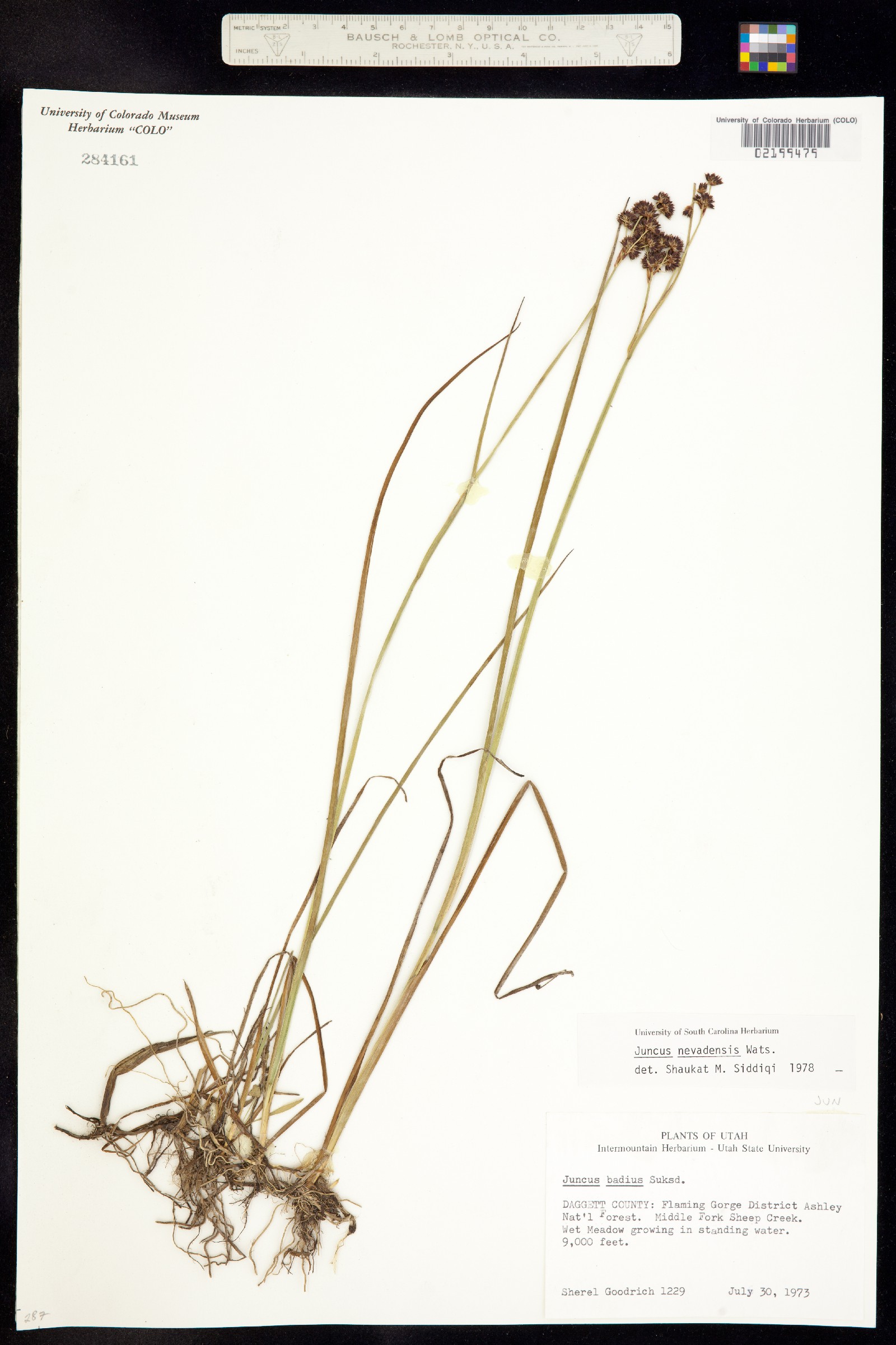 Juncus nevadensis image