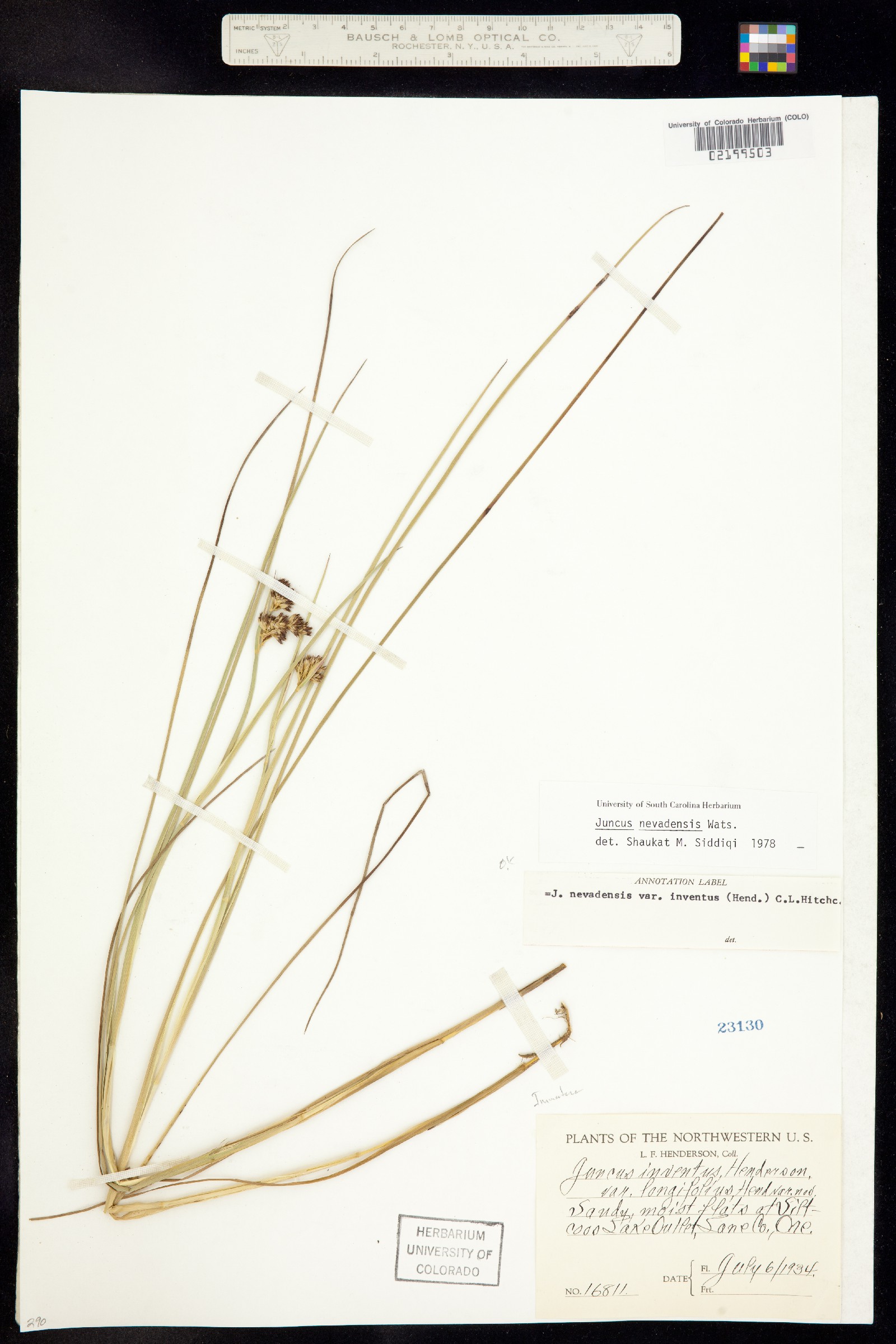 Juncus nevadensis image