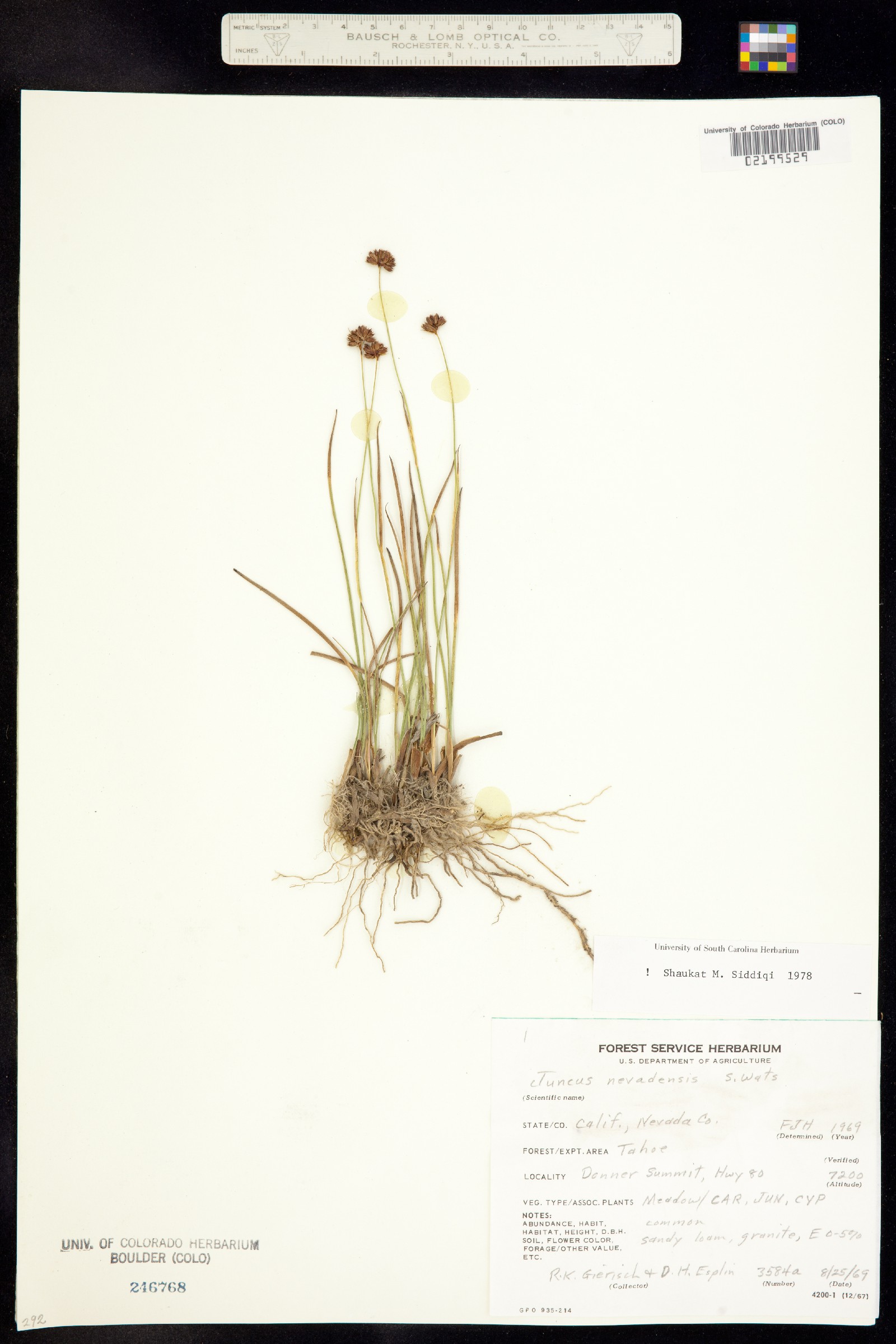 Juncus nevadensis image
