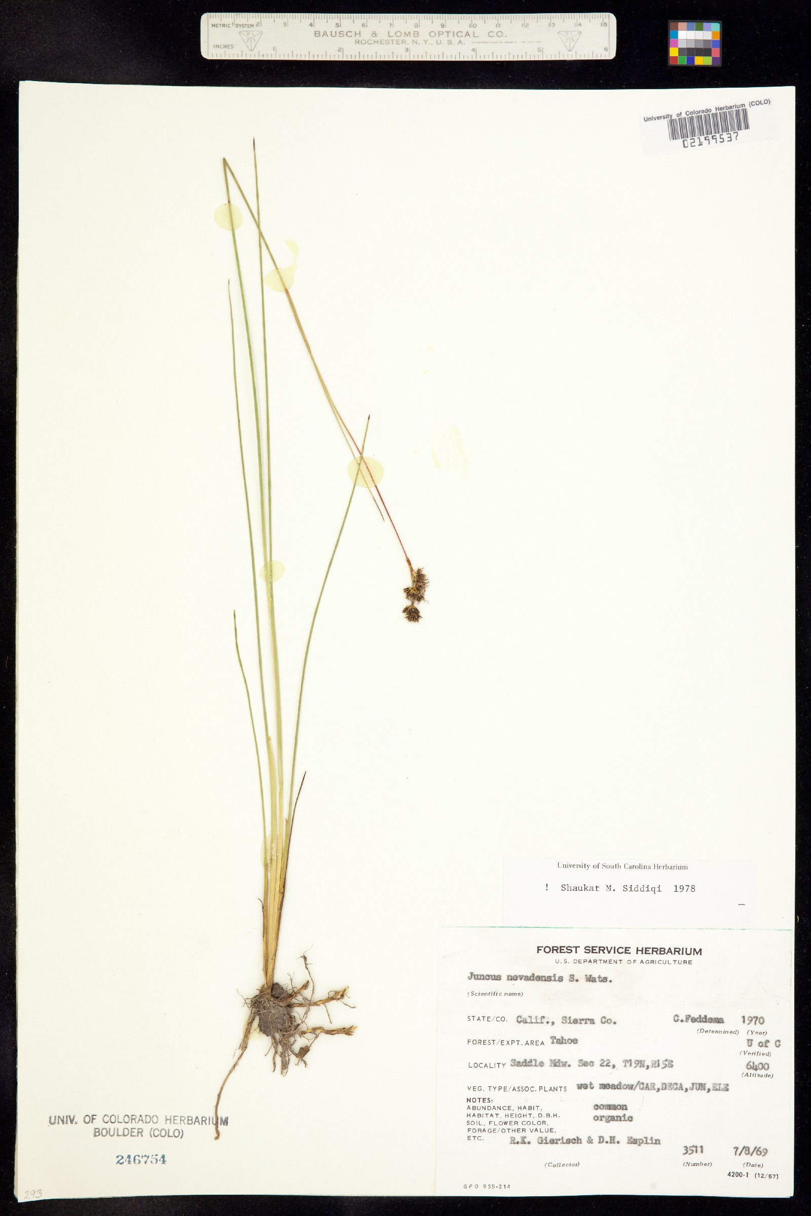 Juncus nevadensis image