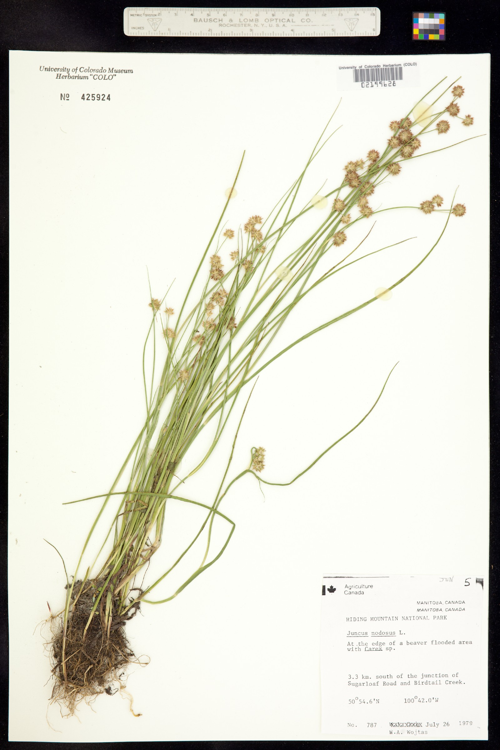 Juncus nodosus image