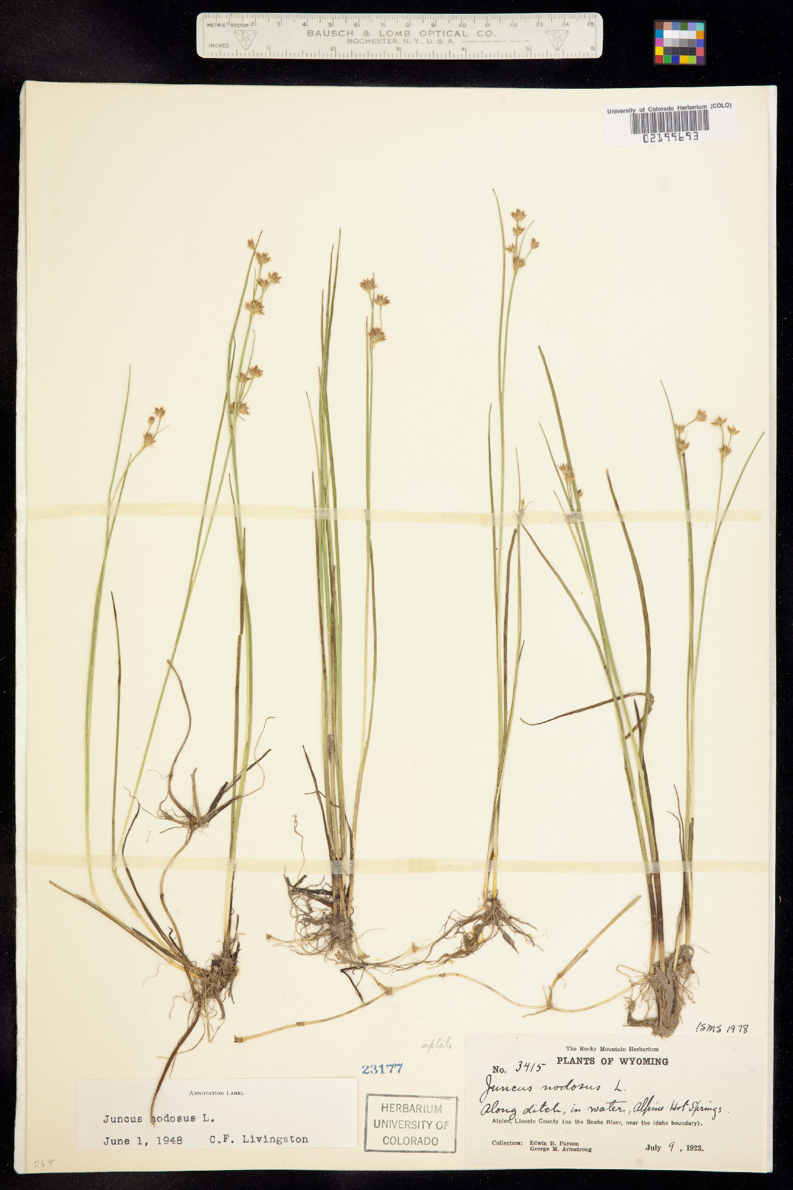 Juncus nodosus image