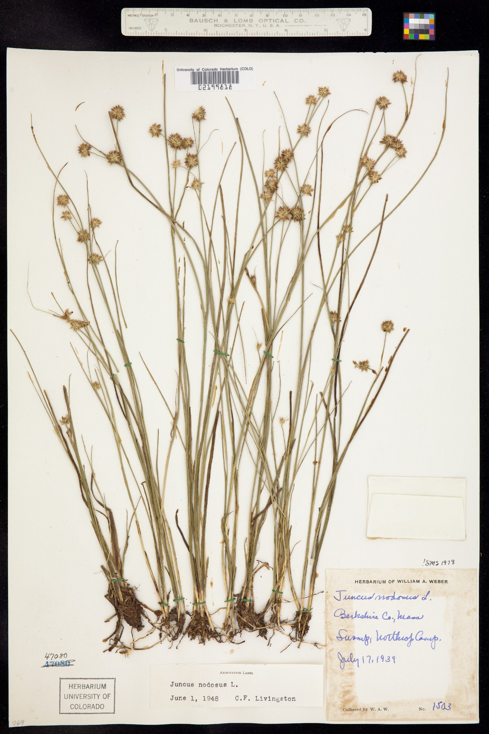 Juncus nodosus image