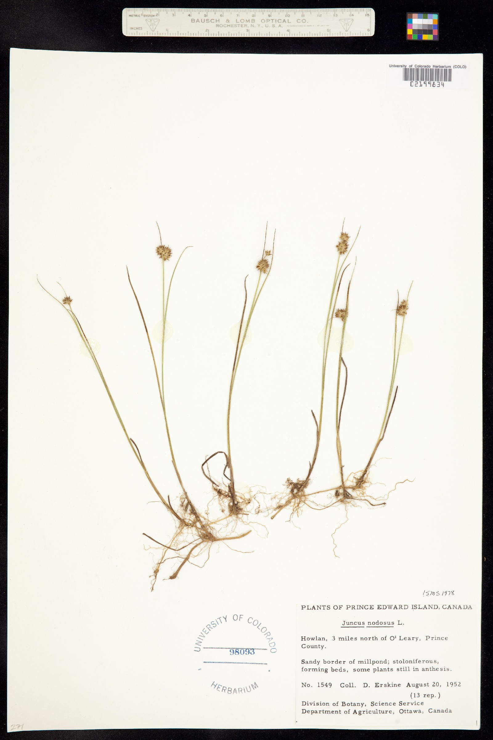 Juncus nodosus image