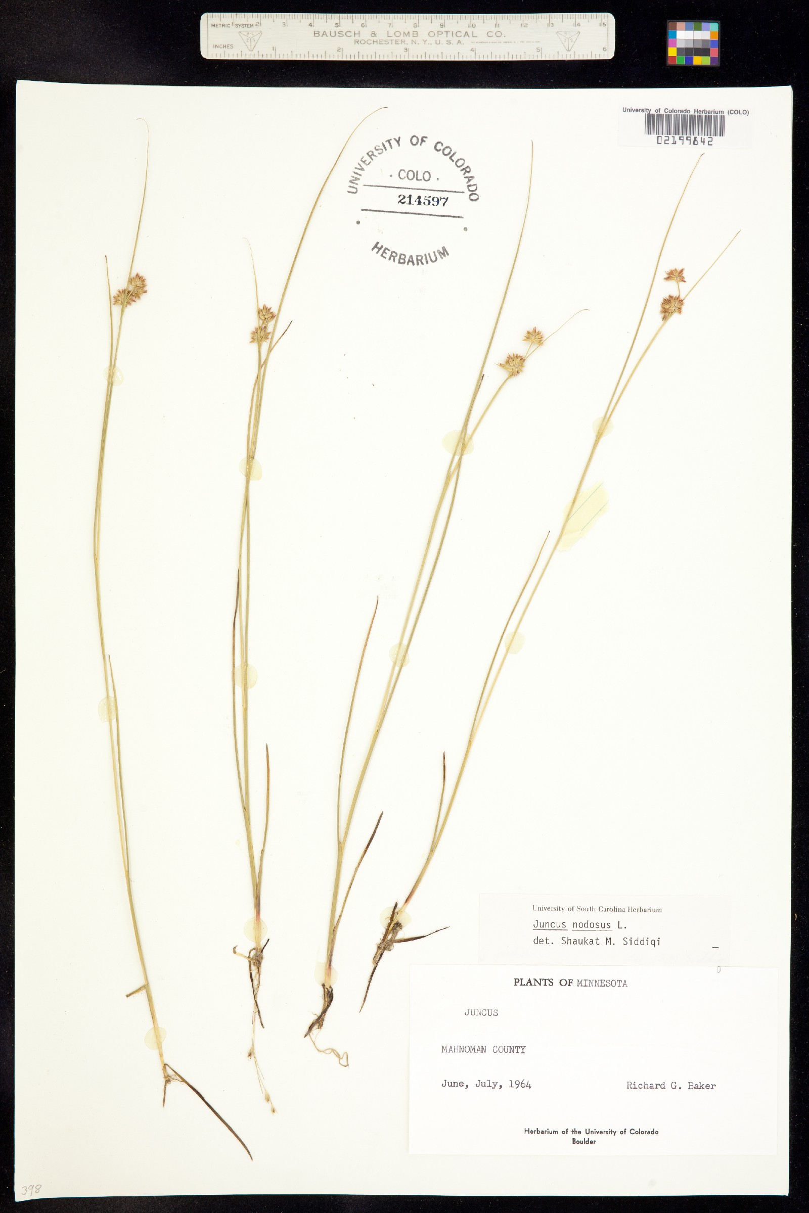 Juncus nodosus image