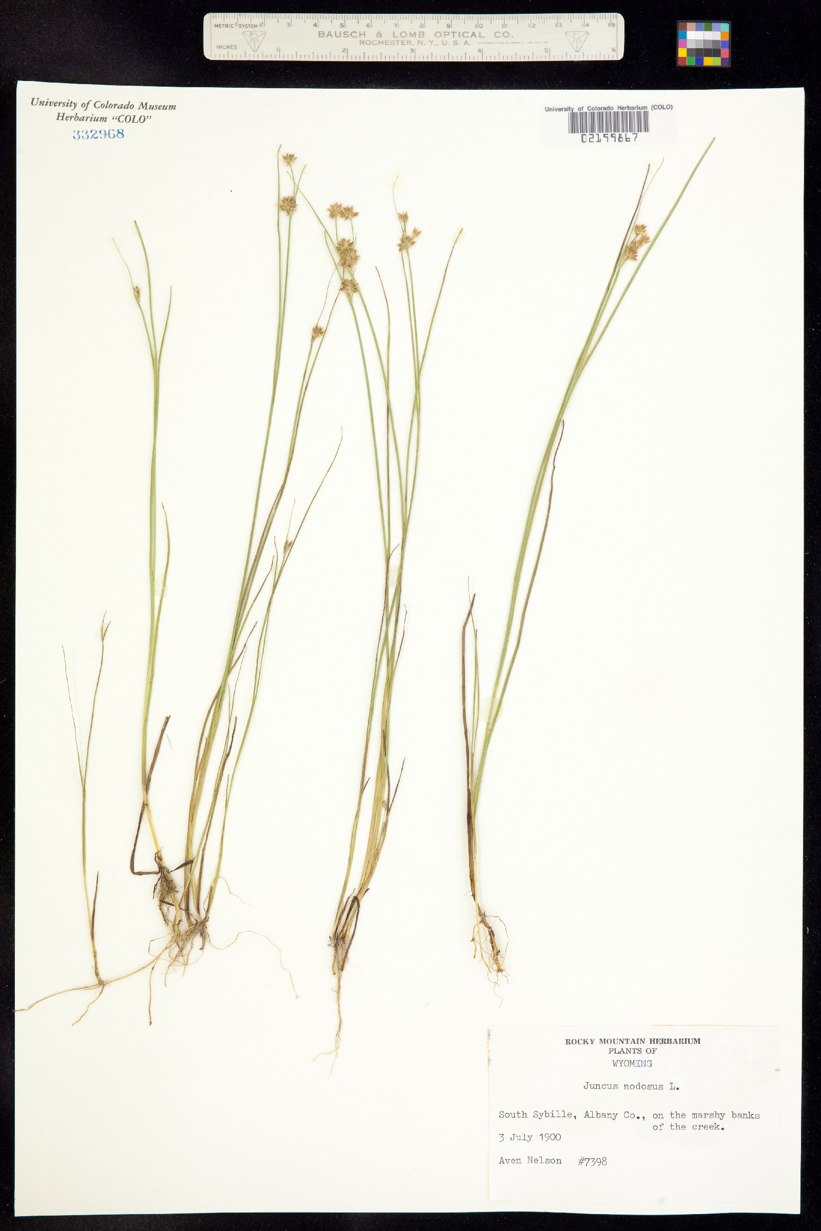 Juncus nodosus image