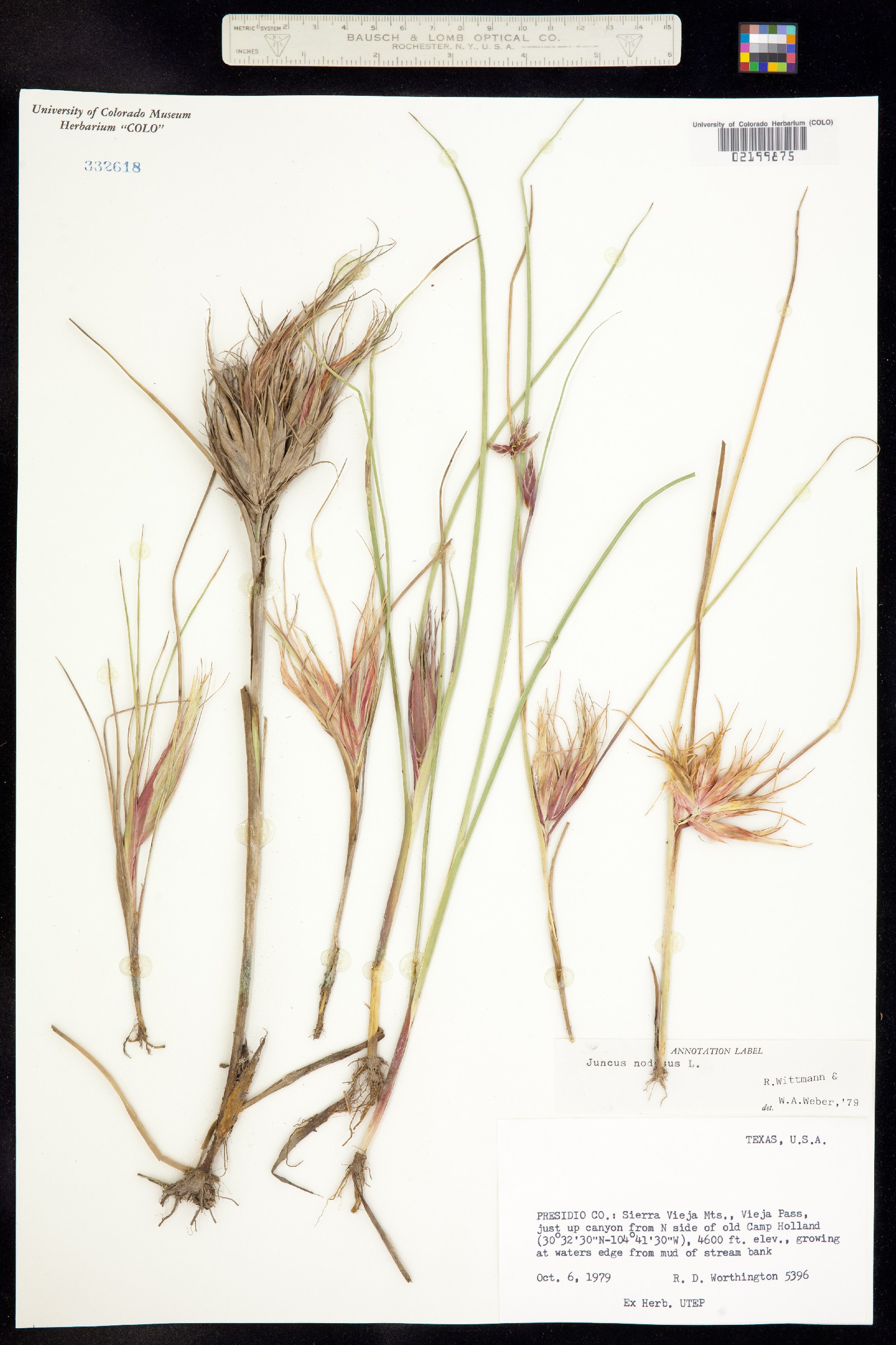 Juncus nodosus image