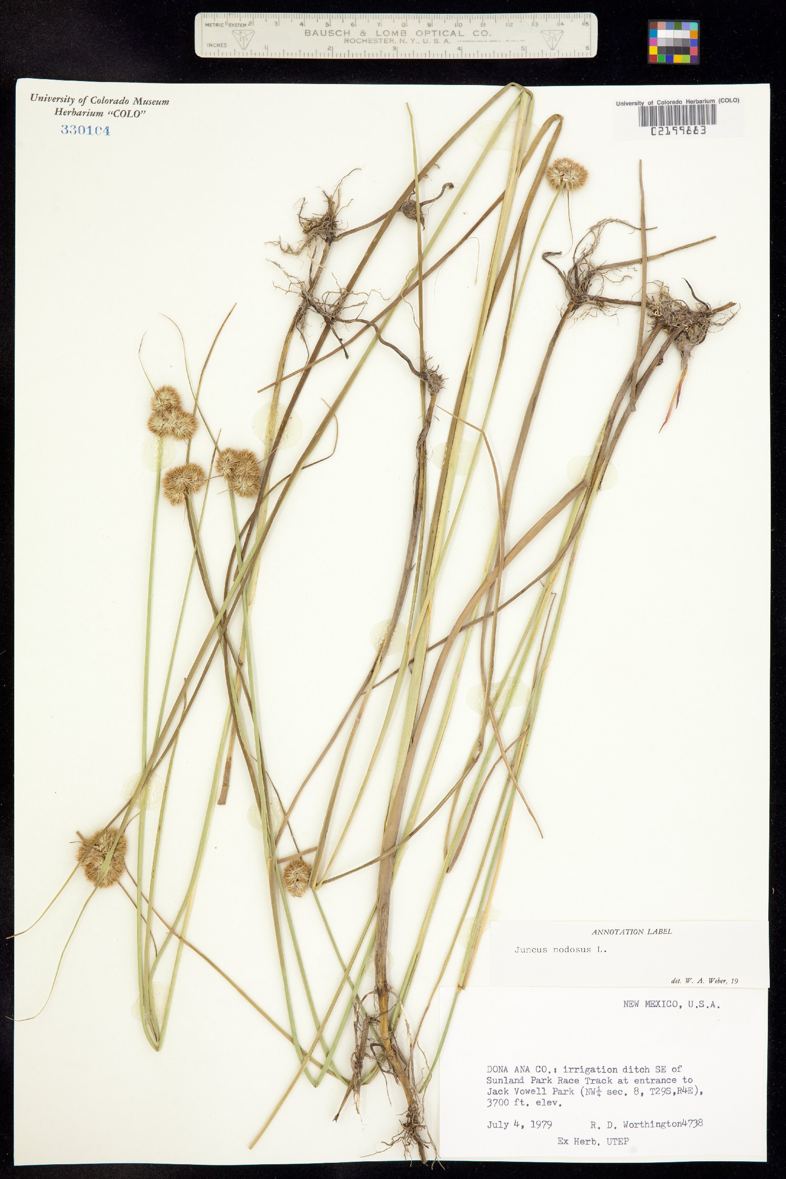 Juncus nodosus image
