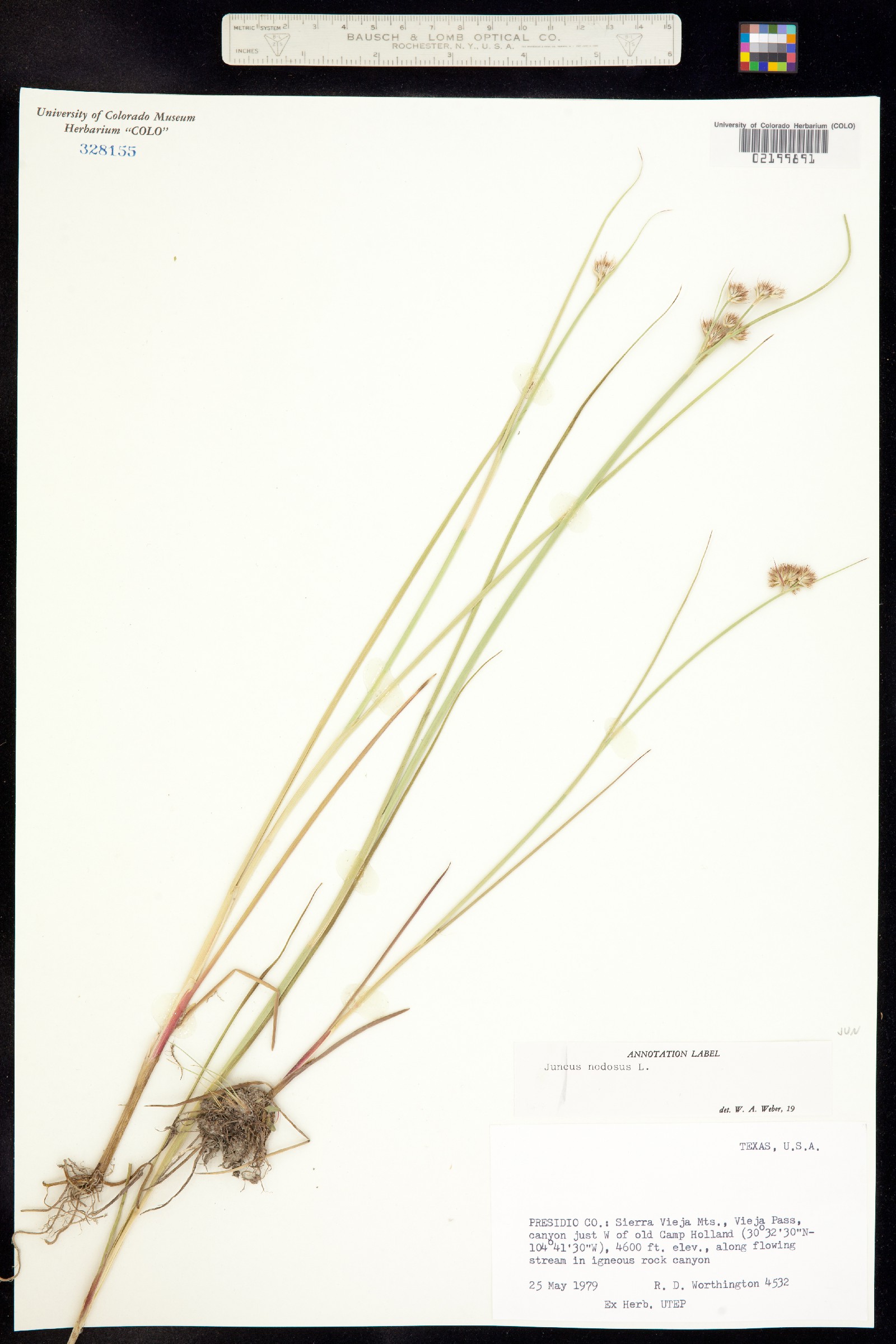 Juncus nodosus image
