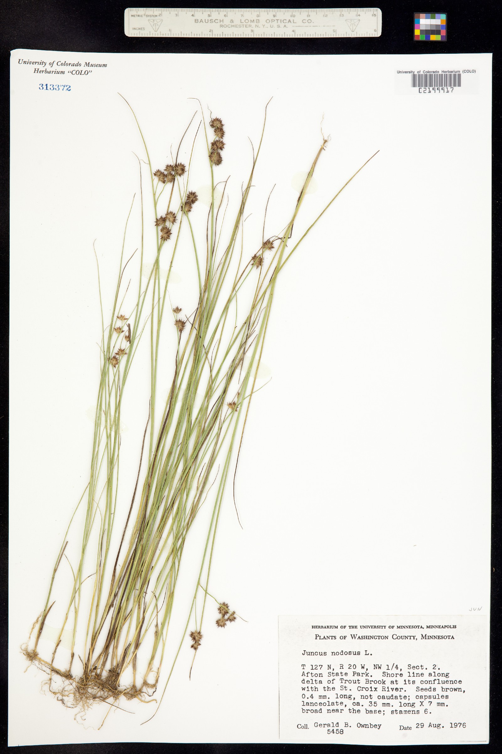 Juncus nodosus image