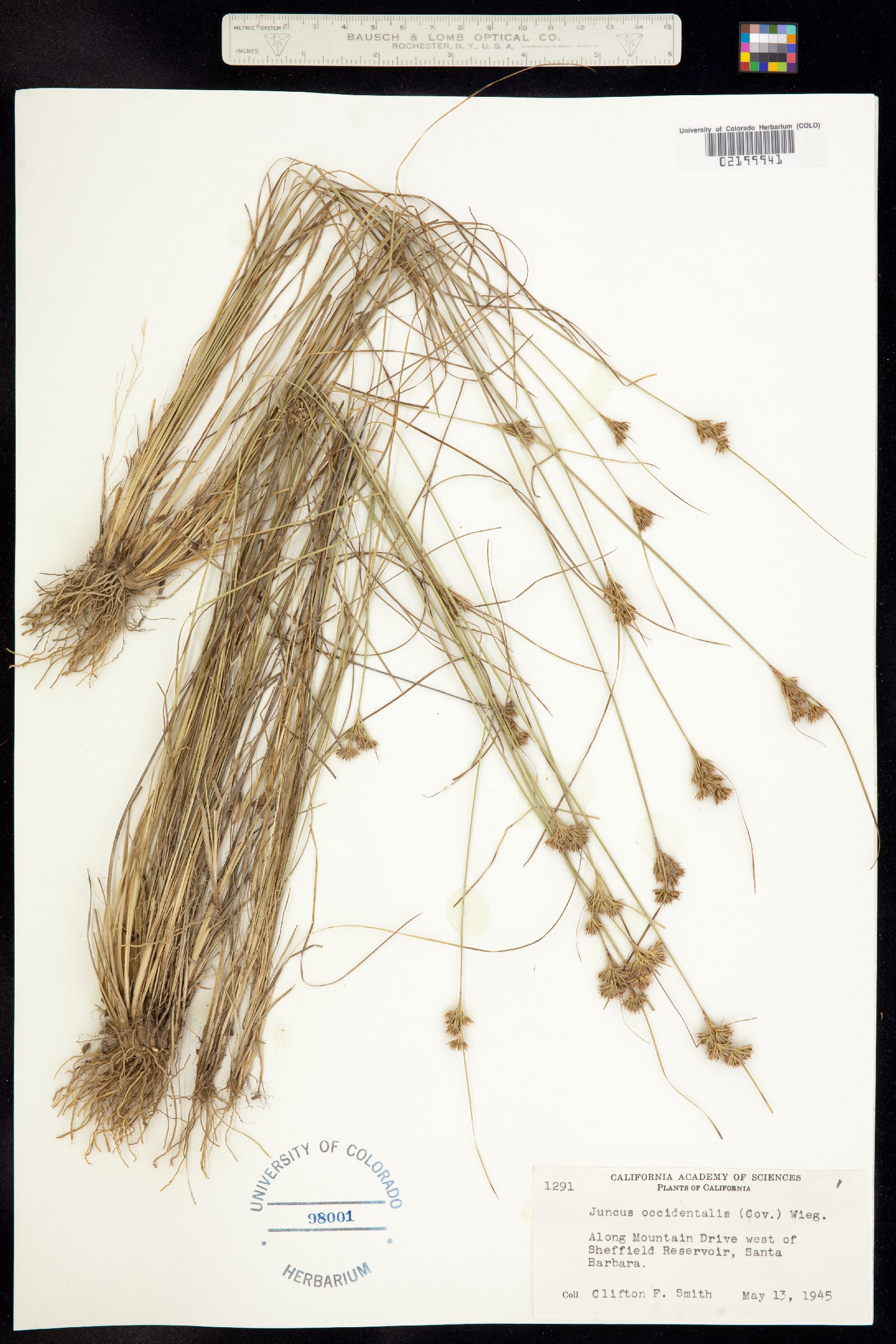 Juncus occidentalis image