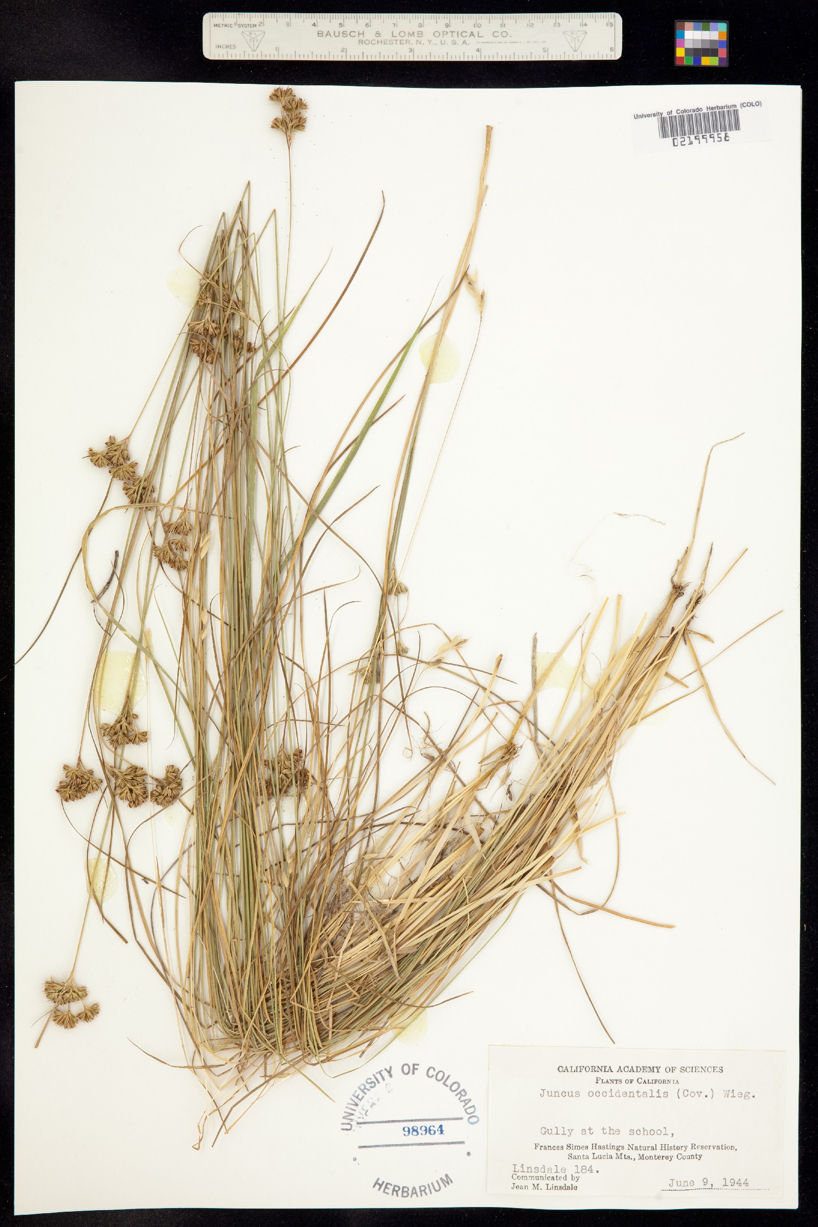 Juncus occidentalis image