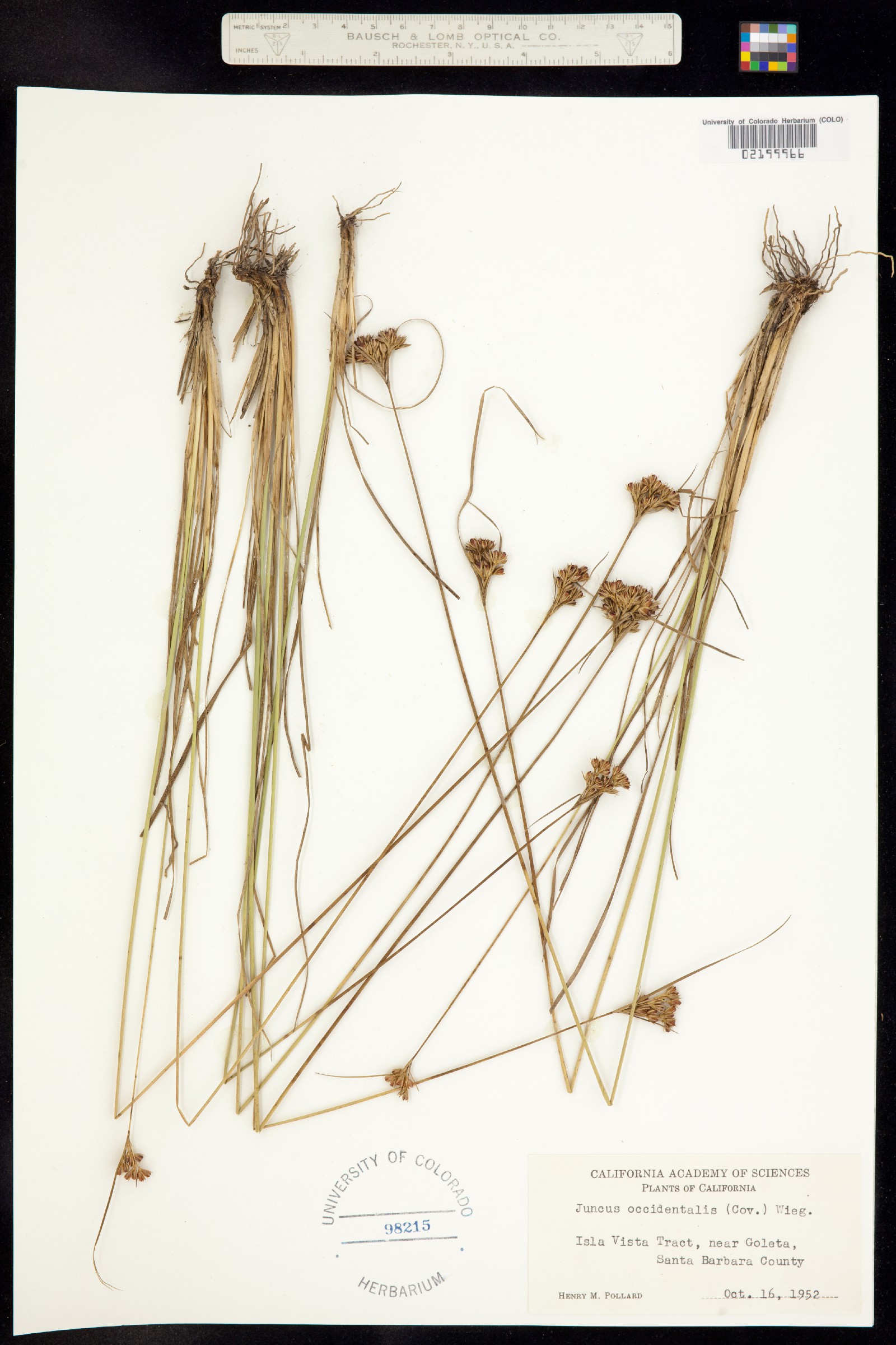 Juncus occidentalis image