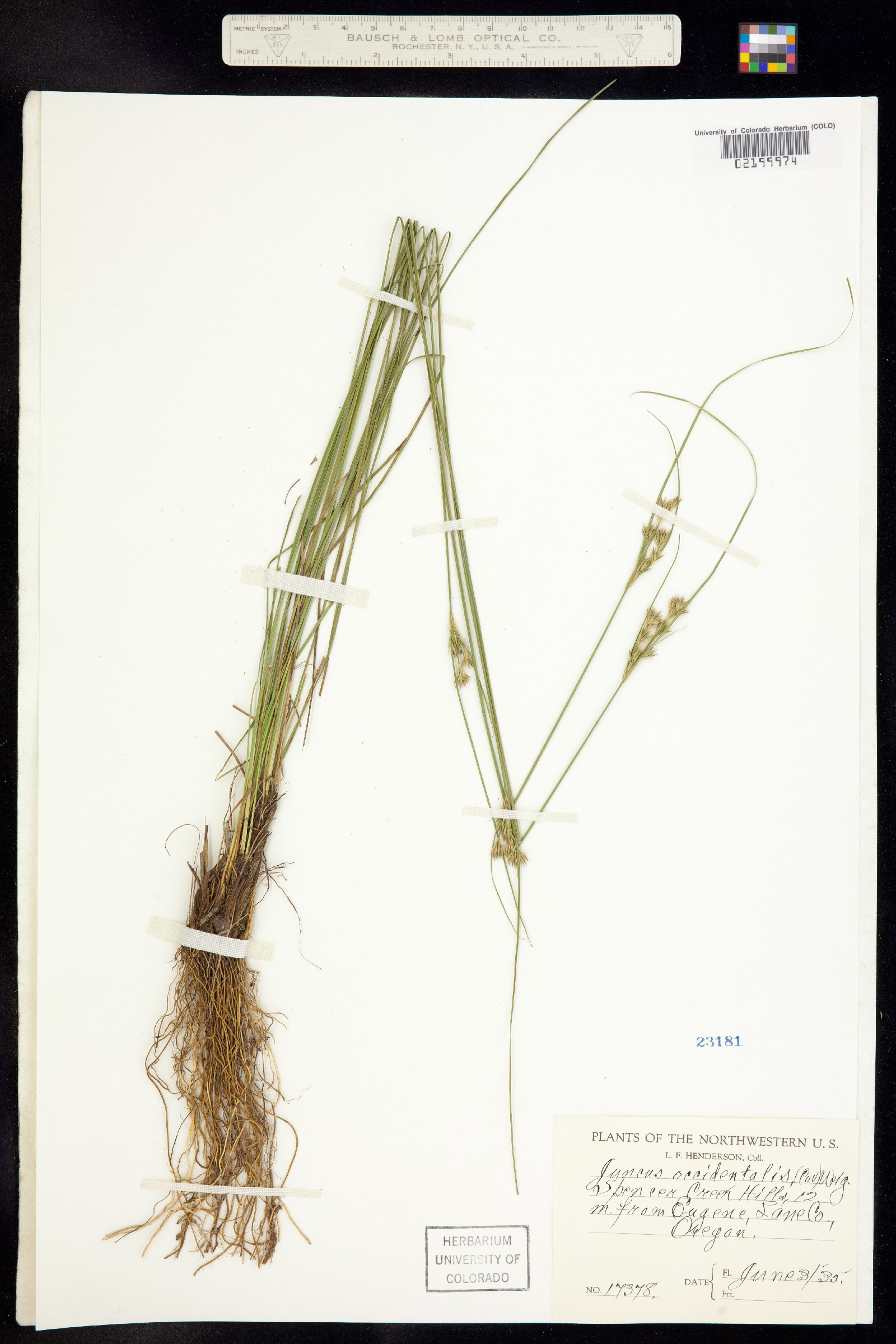 Juncus occidentalis image