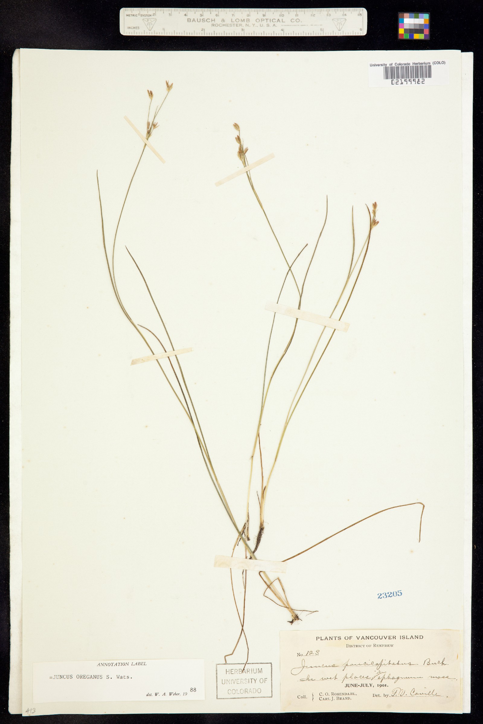 Juncus supiniformis image