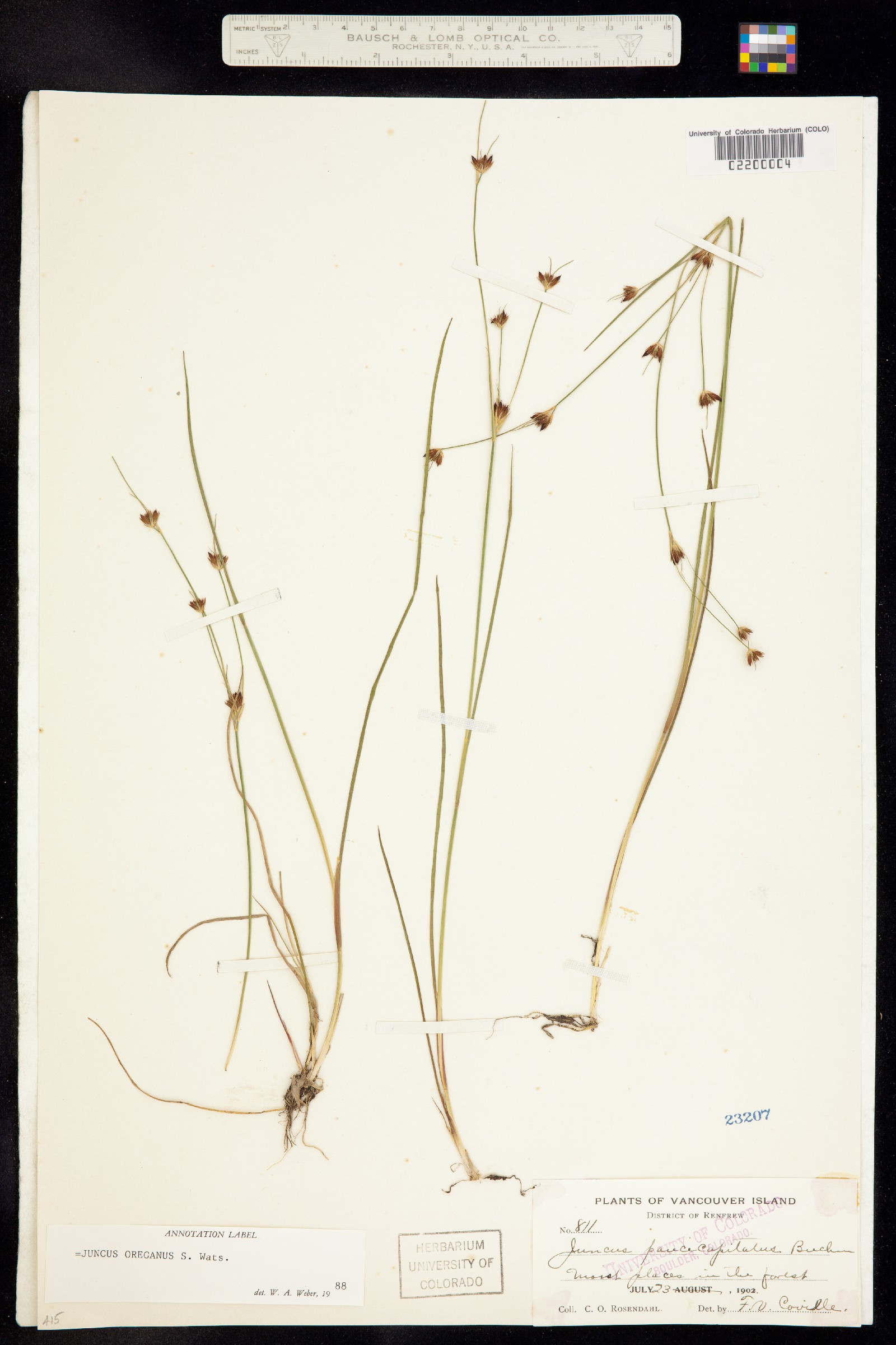 Juncus supiniformis image