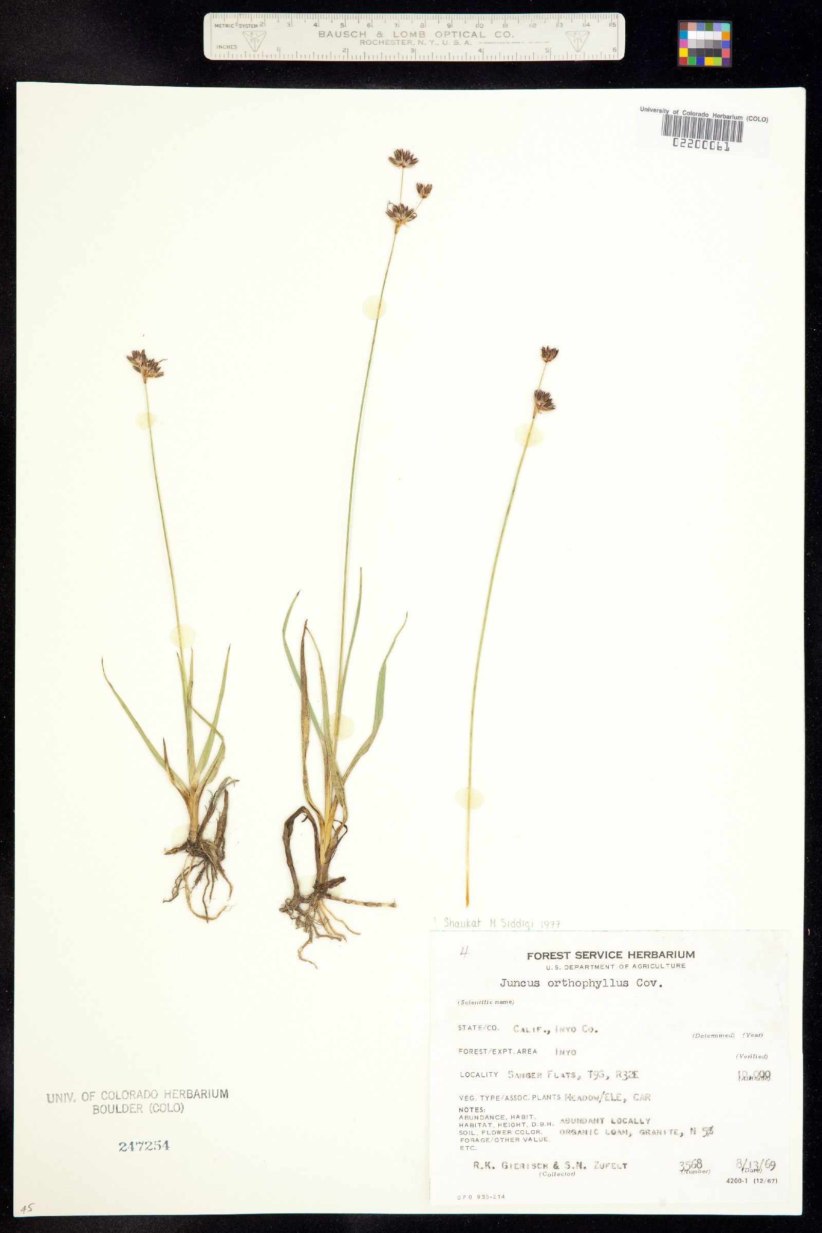 Juncus orthophyllus image