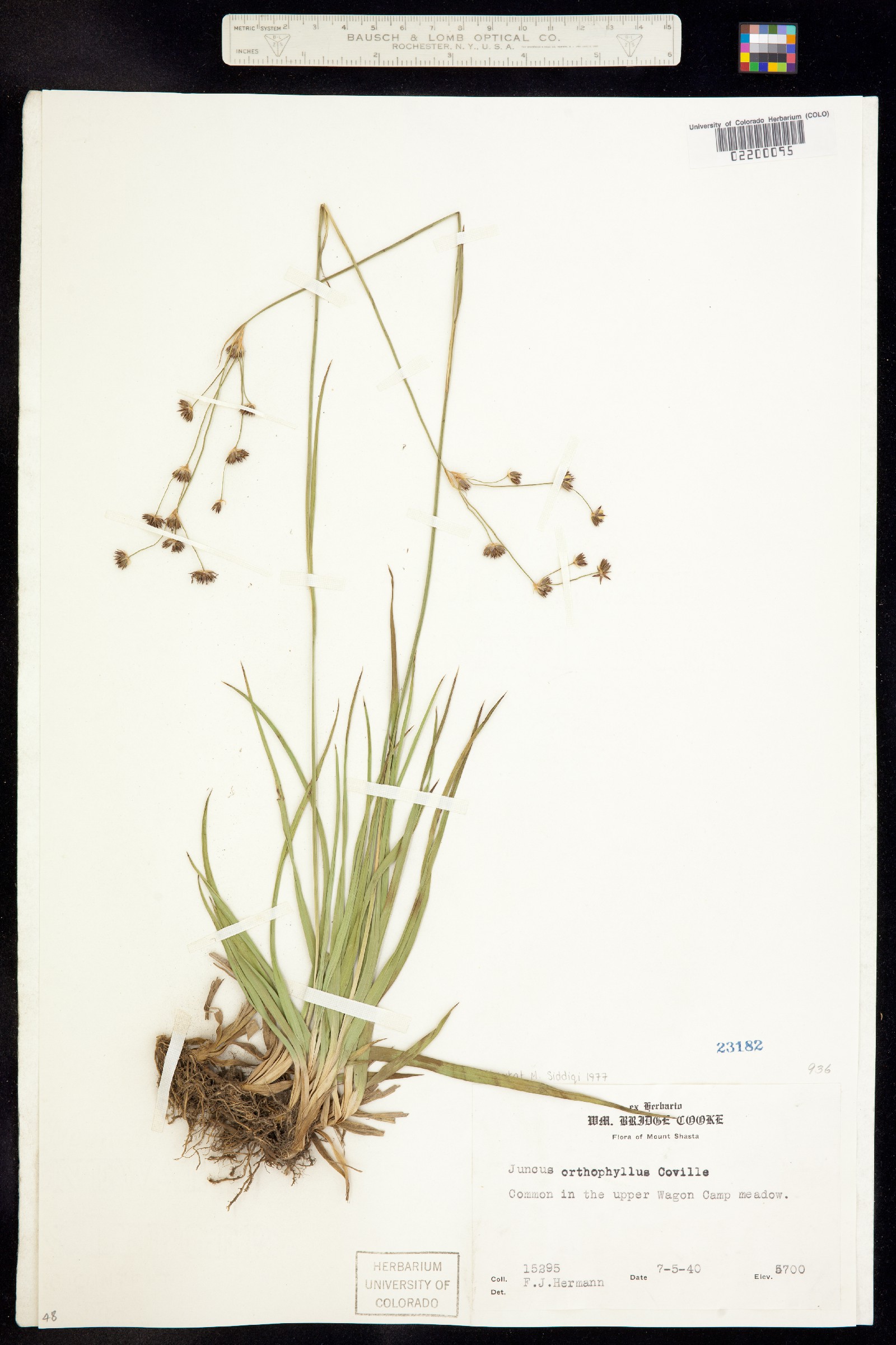 Juncus orthophyllus image