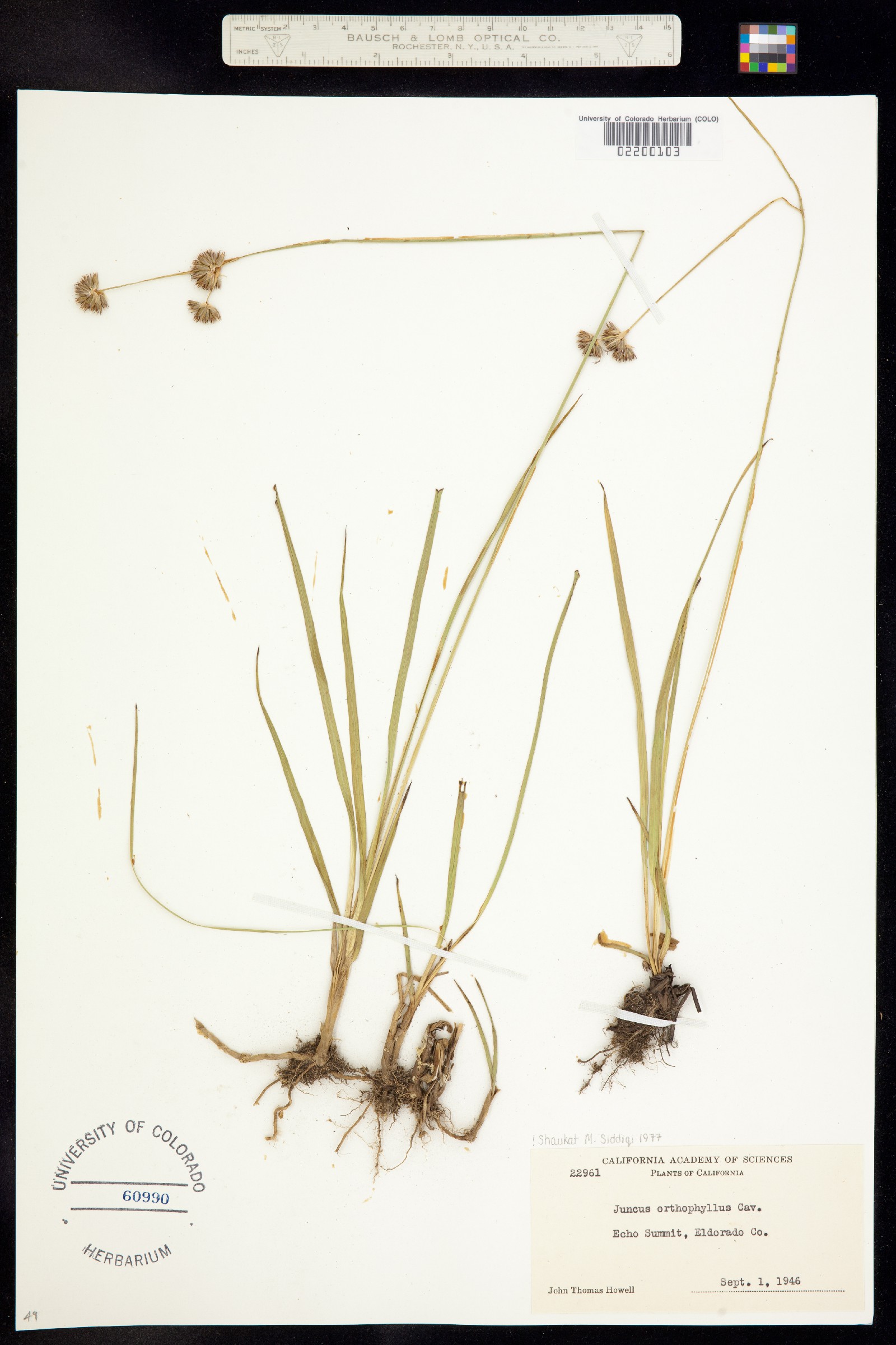 Juncus orthophyllus image