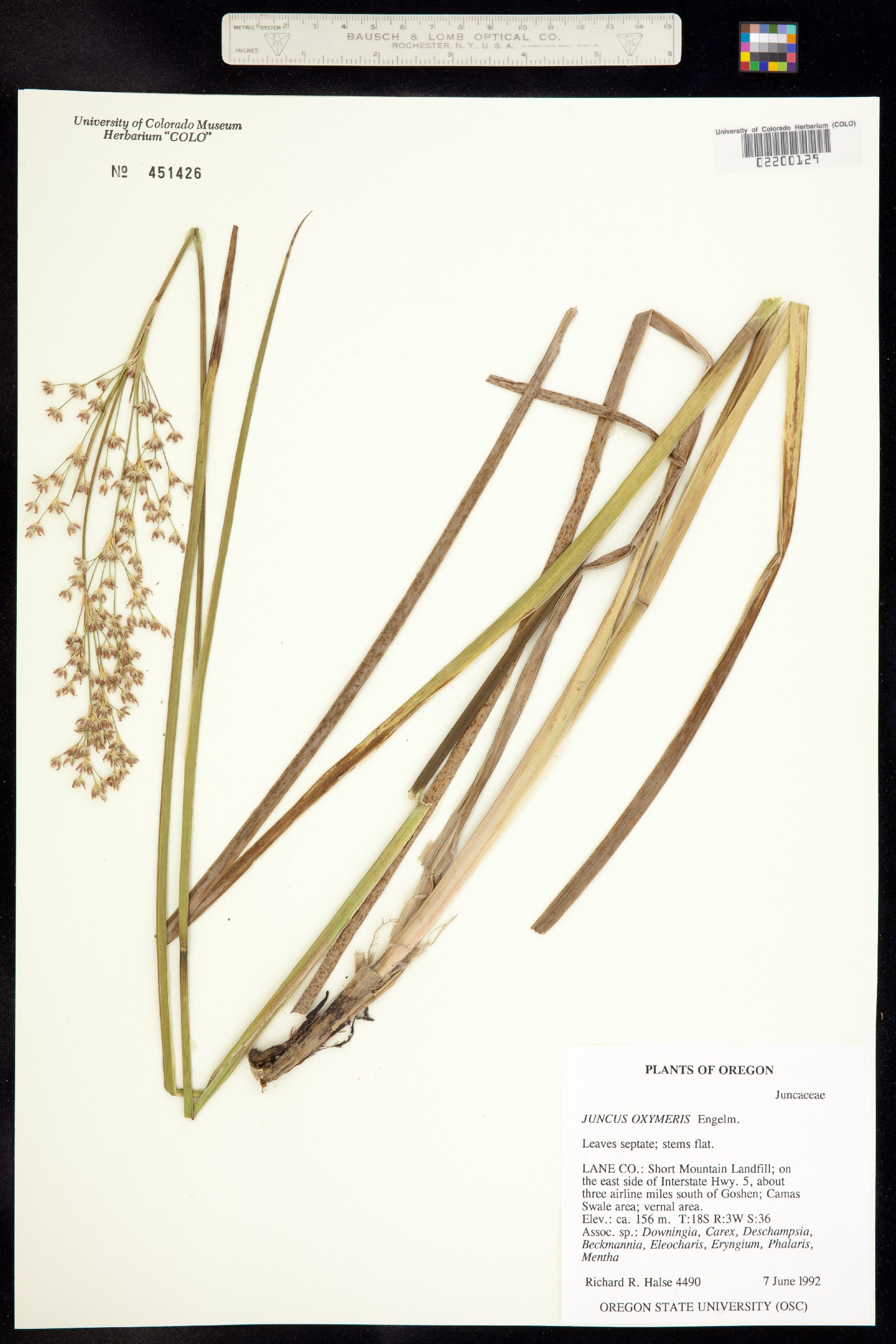Juncus oxymeris image