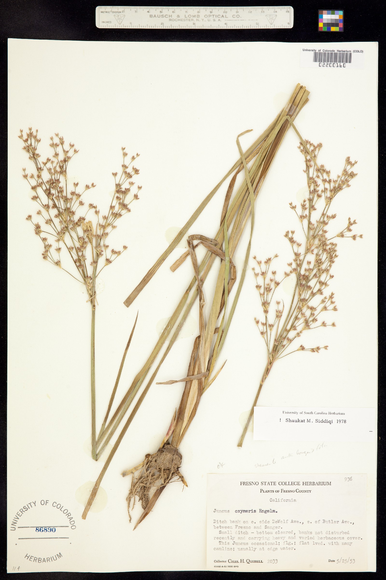 Juncus oxymeris image