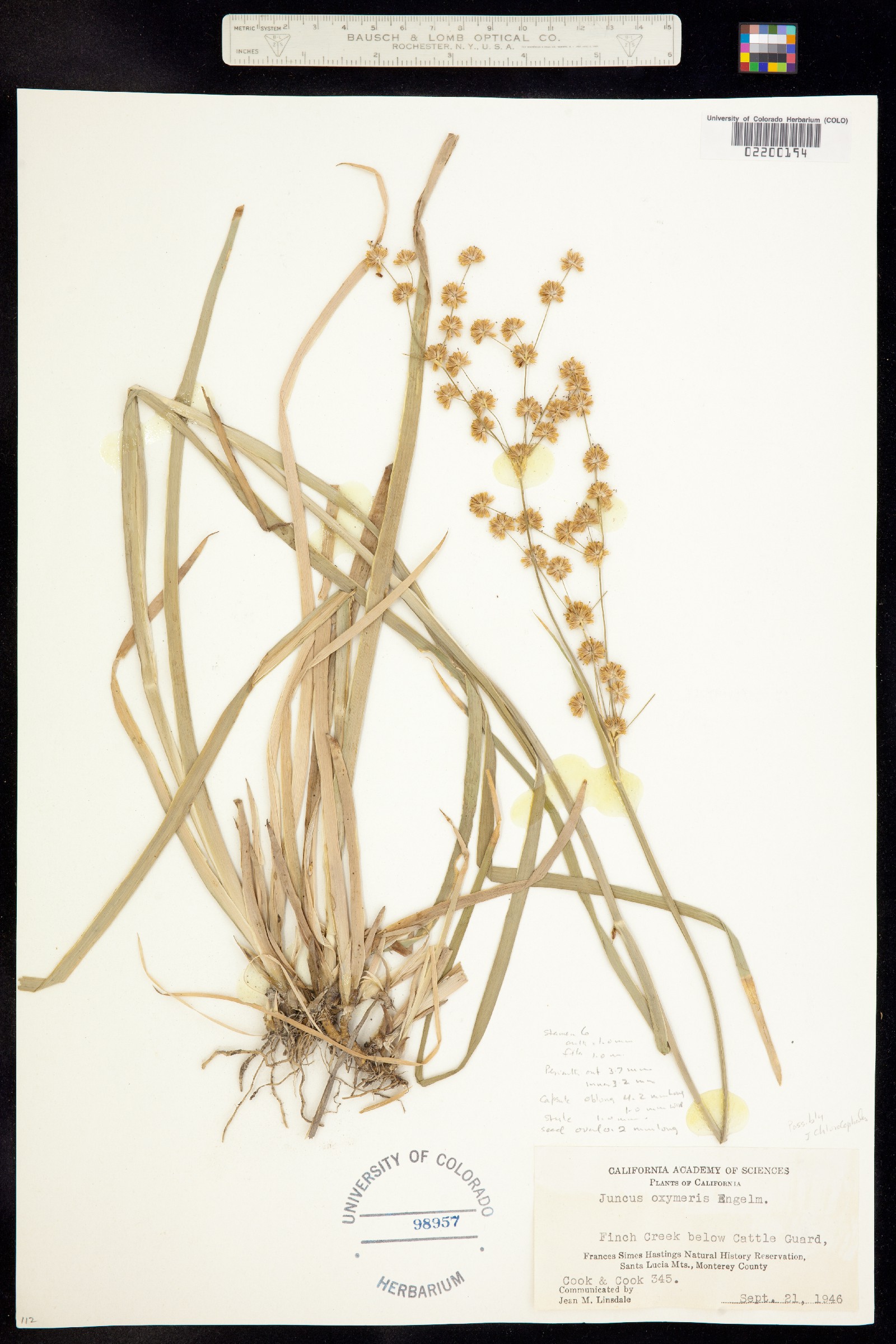 Juncus oxymeris image
