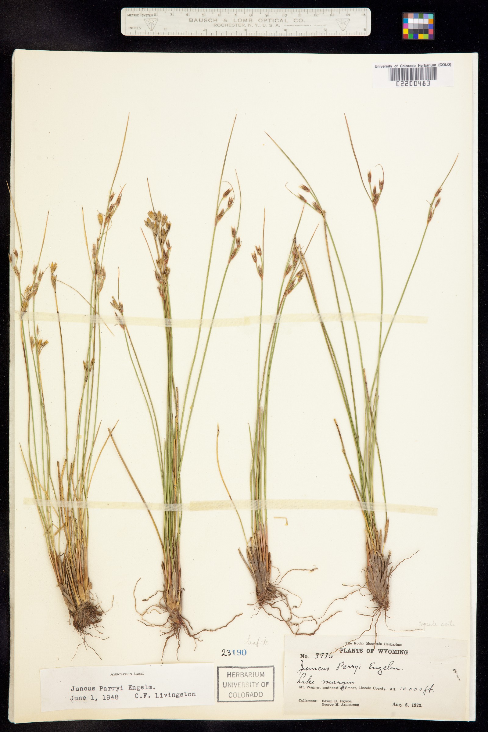 Juncus parryi image
