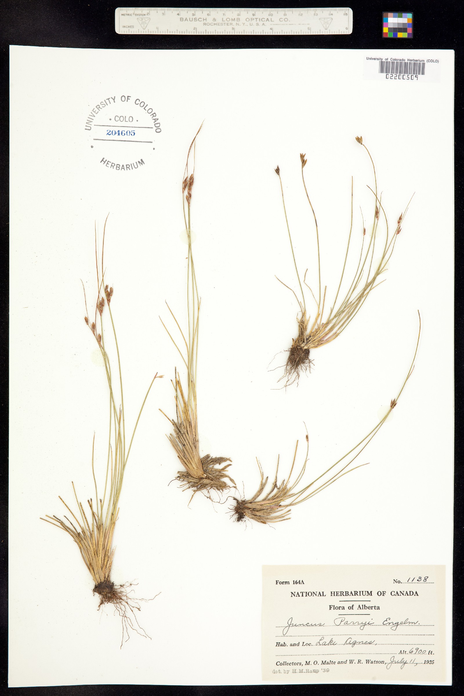 Juncus parryi image