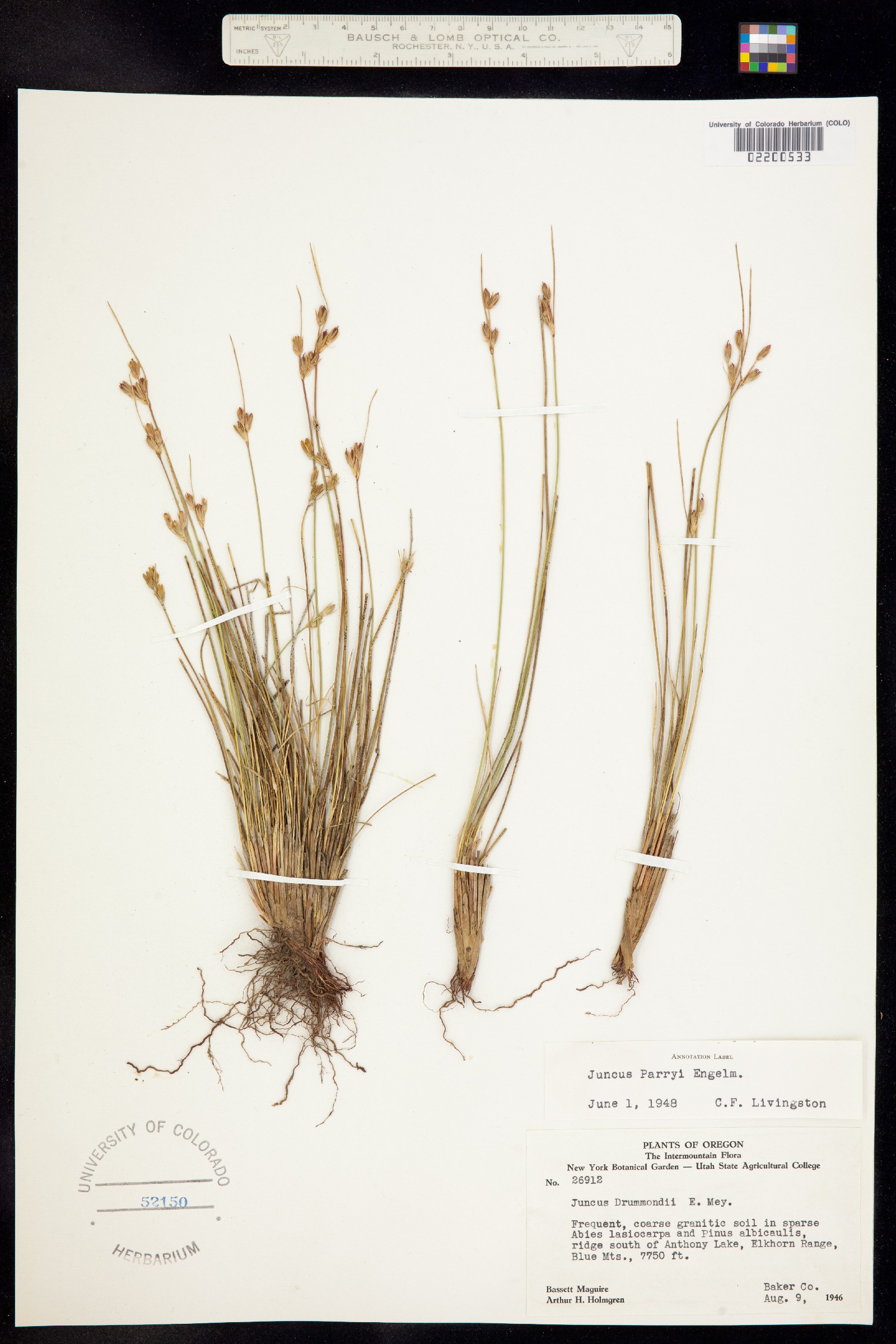 Juncus parryi image