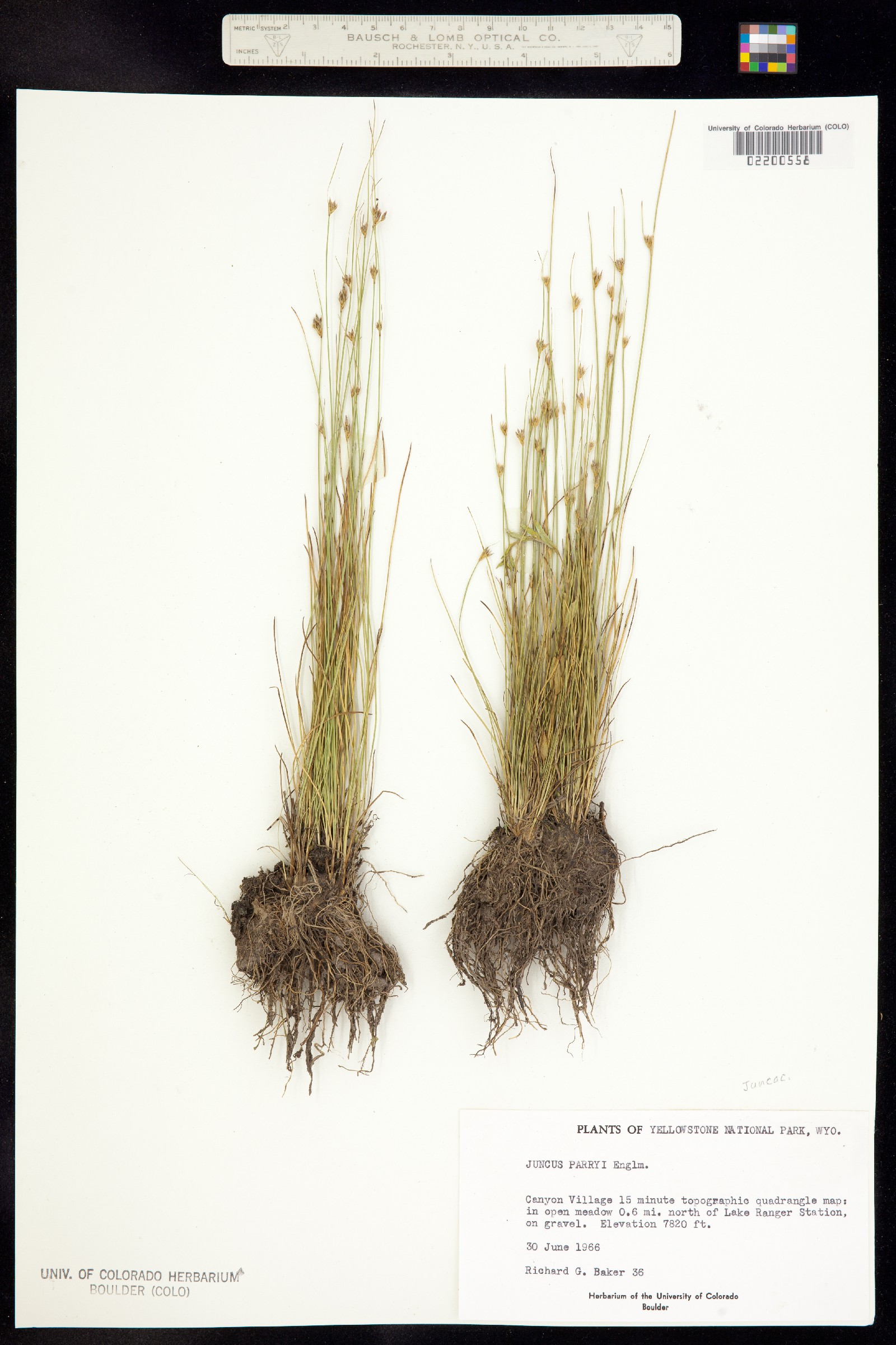 Juncus parryi image
