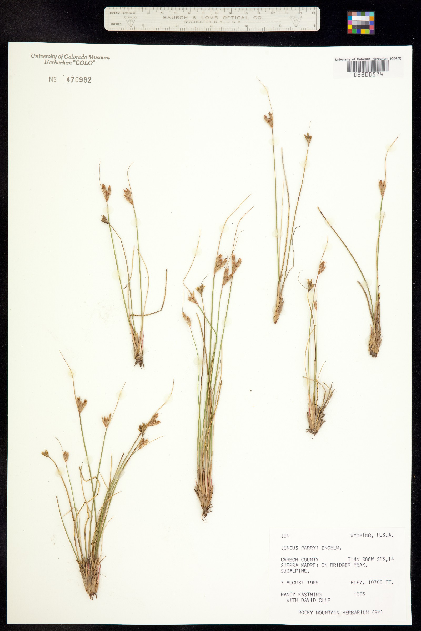 Juncus parryi image