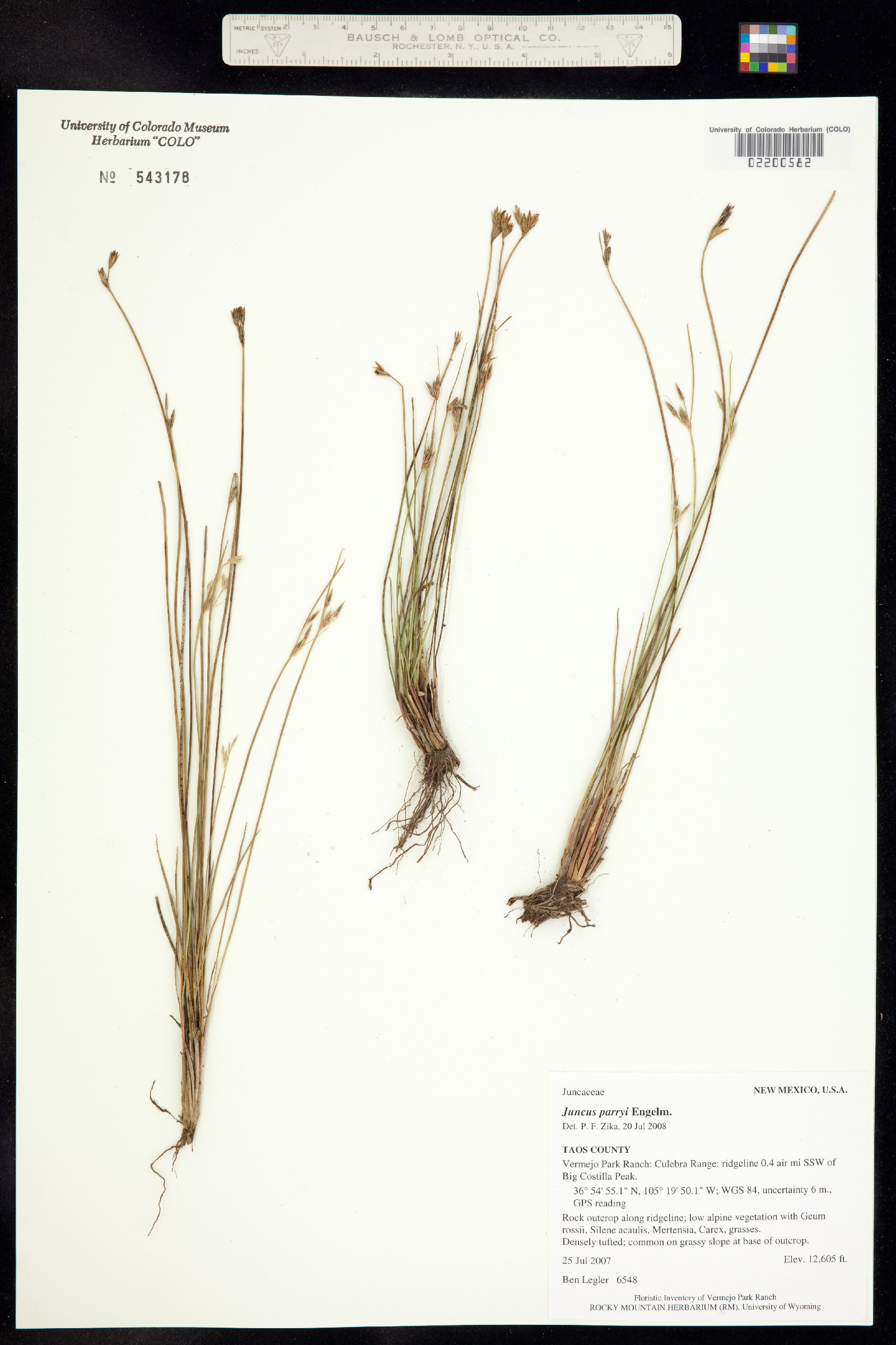Juncus parryi image