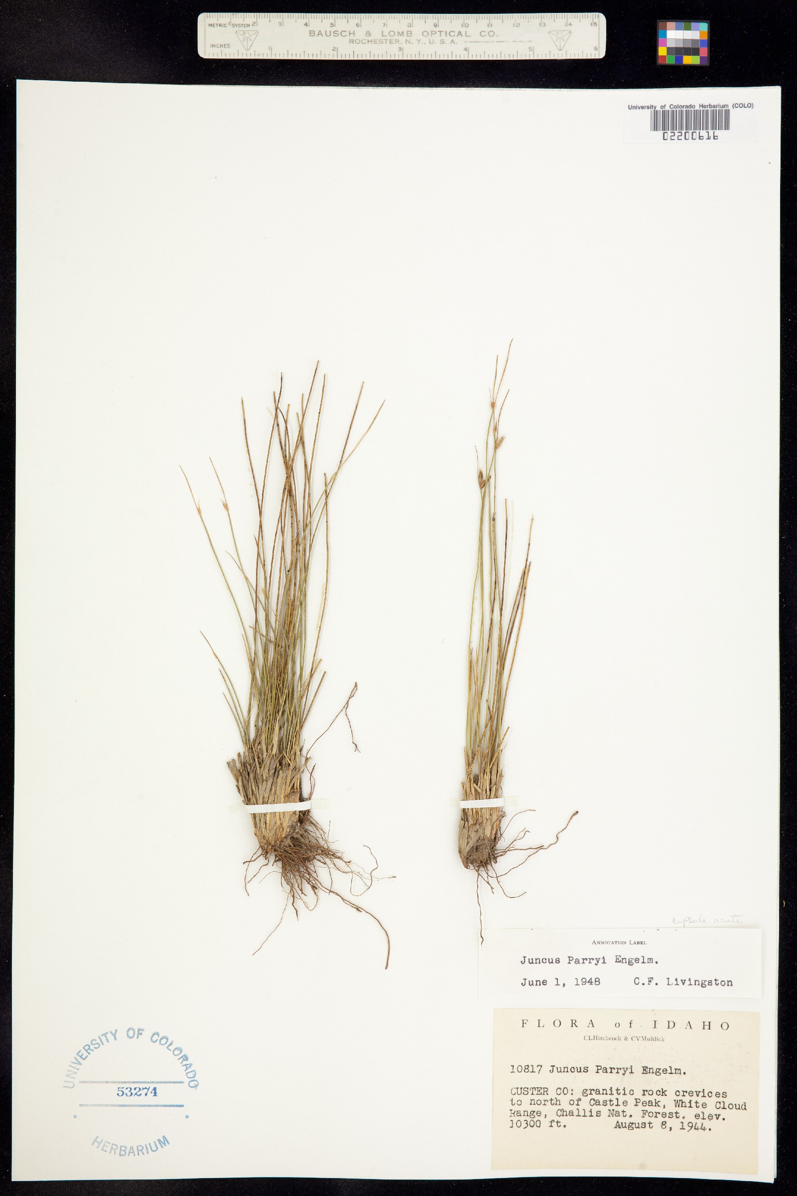 Juncus parryi image