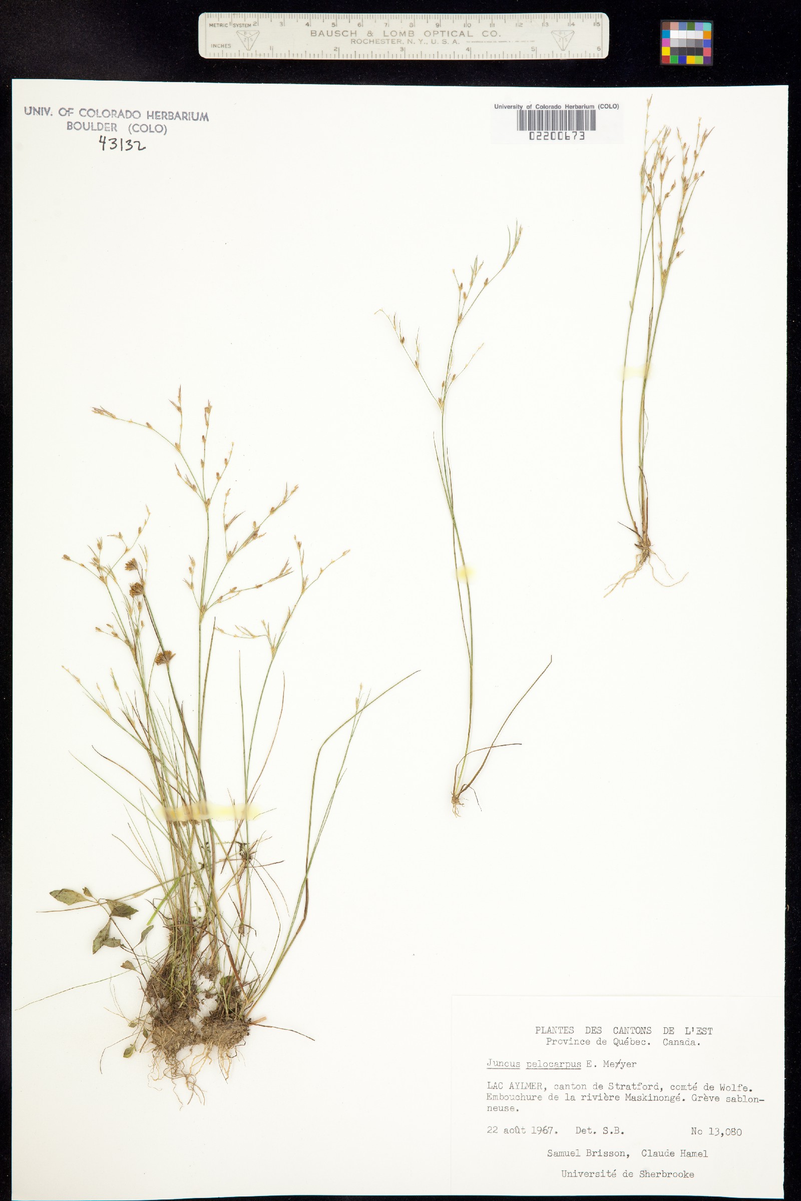 Juncus pelocarpus image
