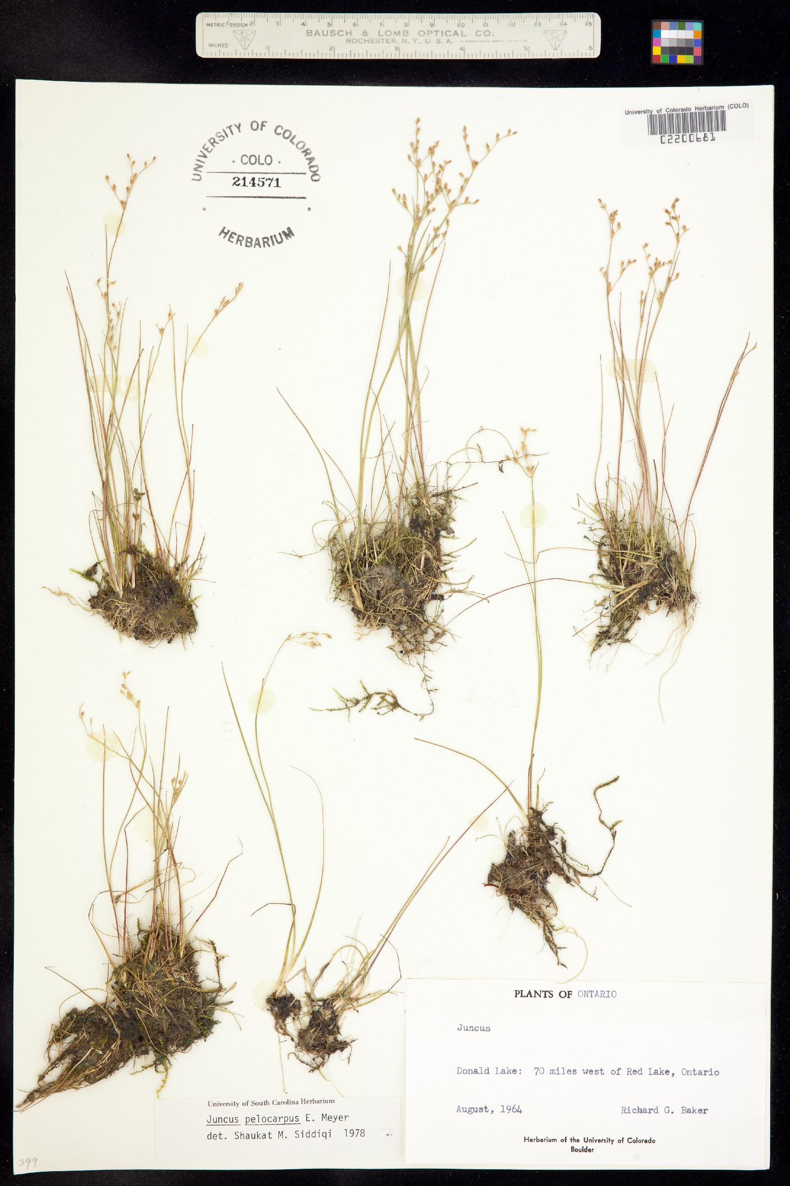 Juncus pelocarpus image
