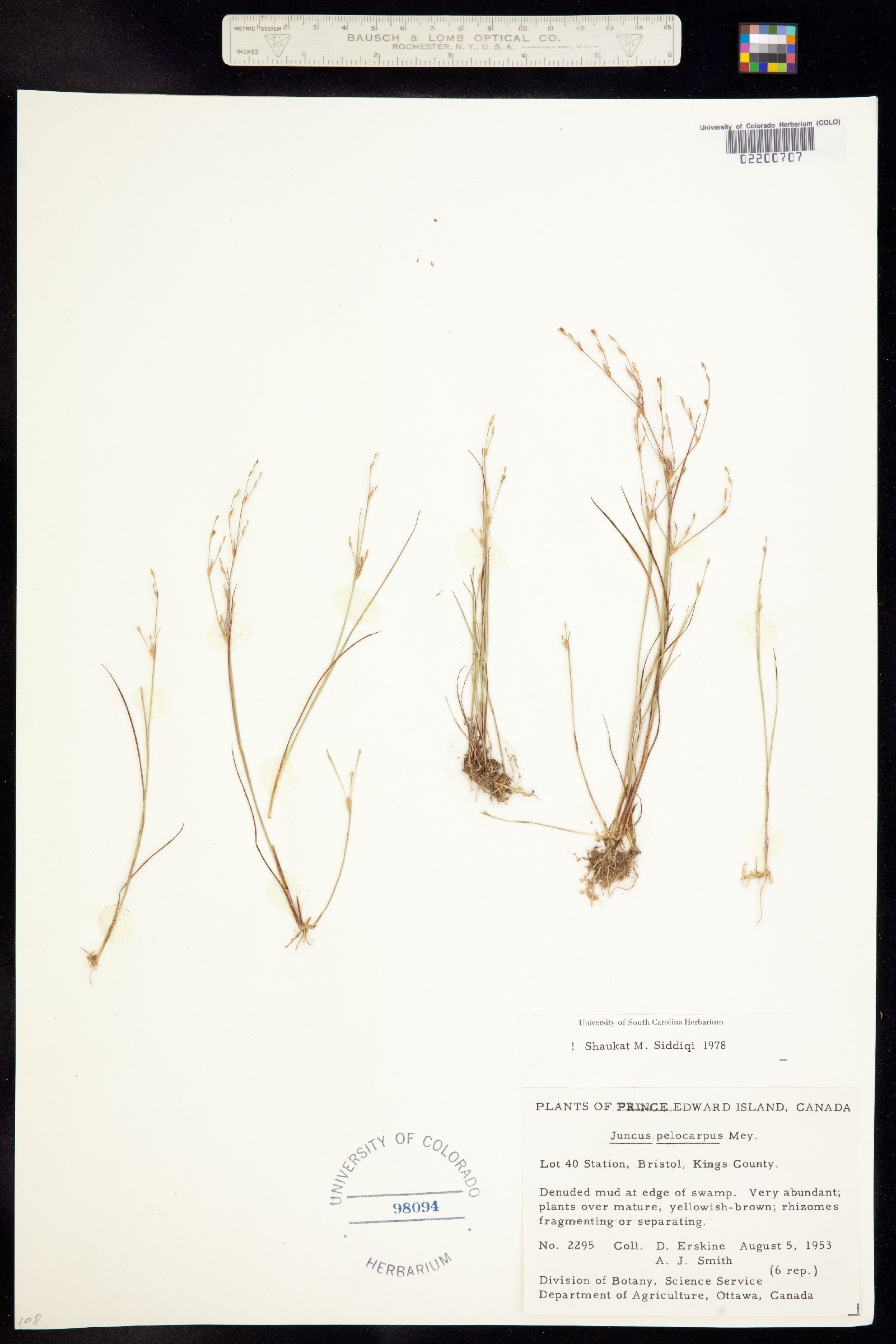 Juncus pelocarpus image