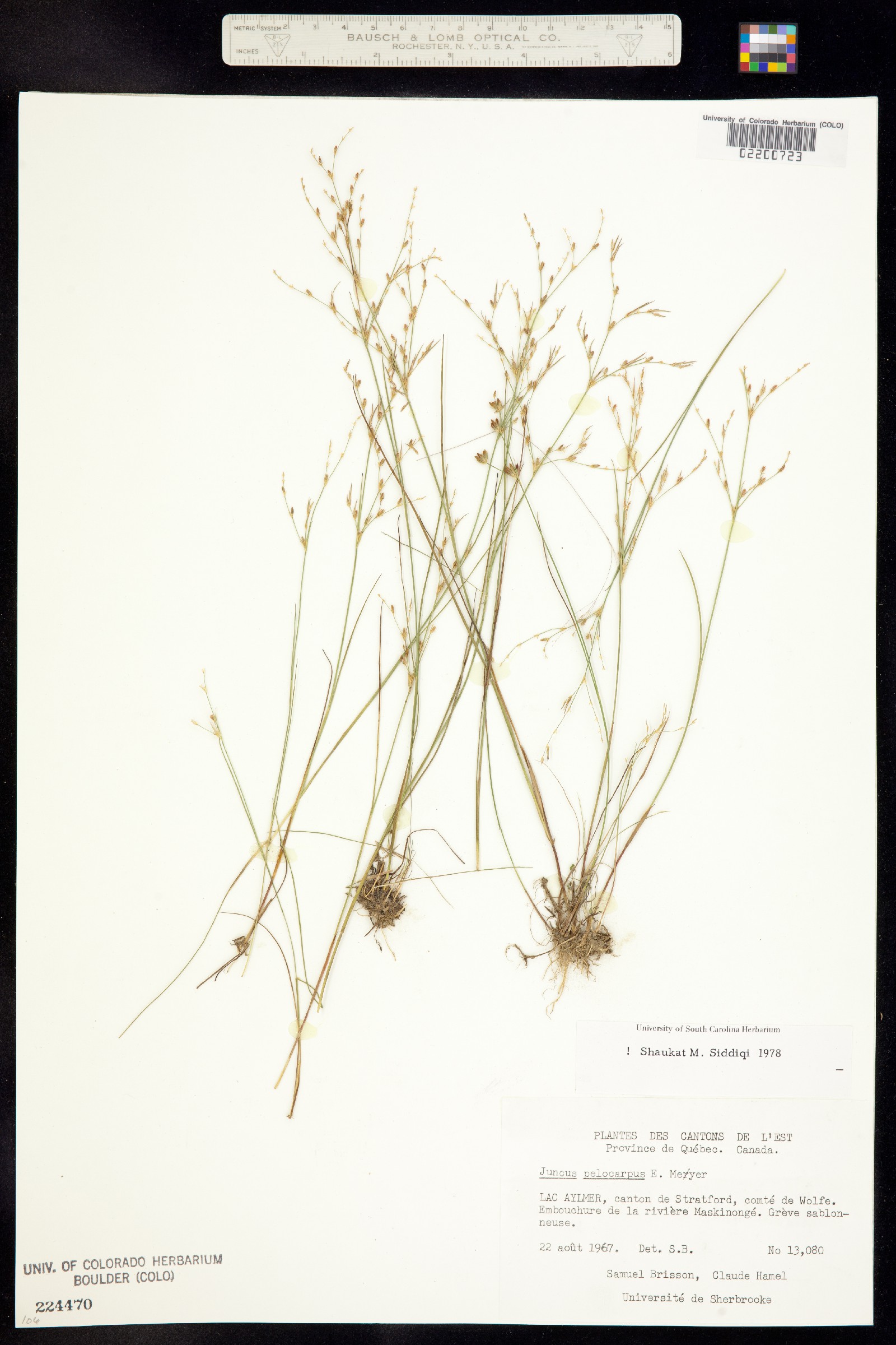 Juncus pelocarpus image