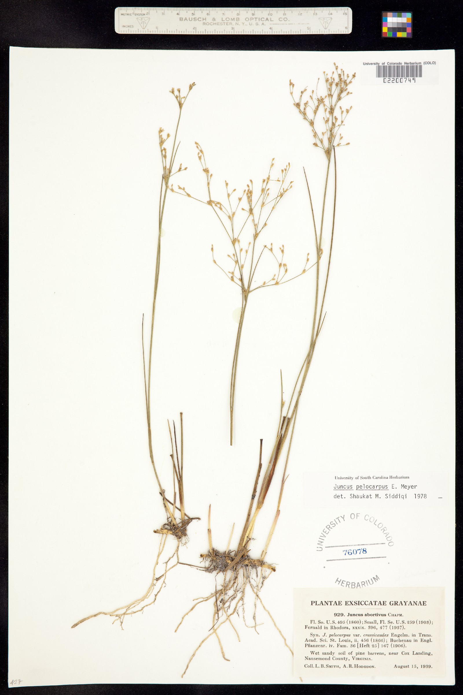 Juncus pelocarpus image