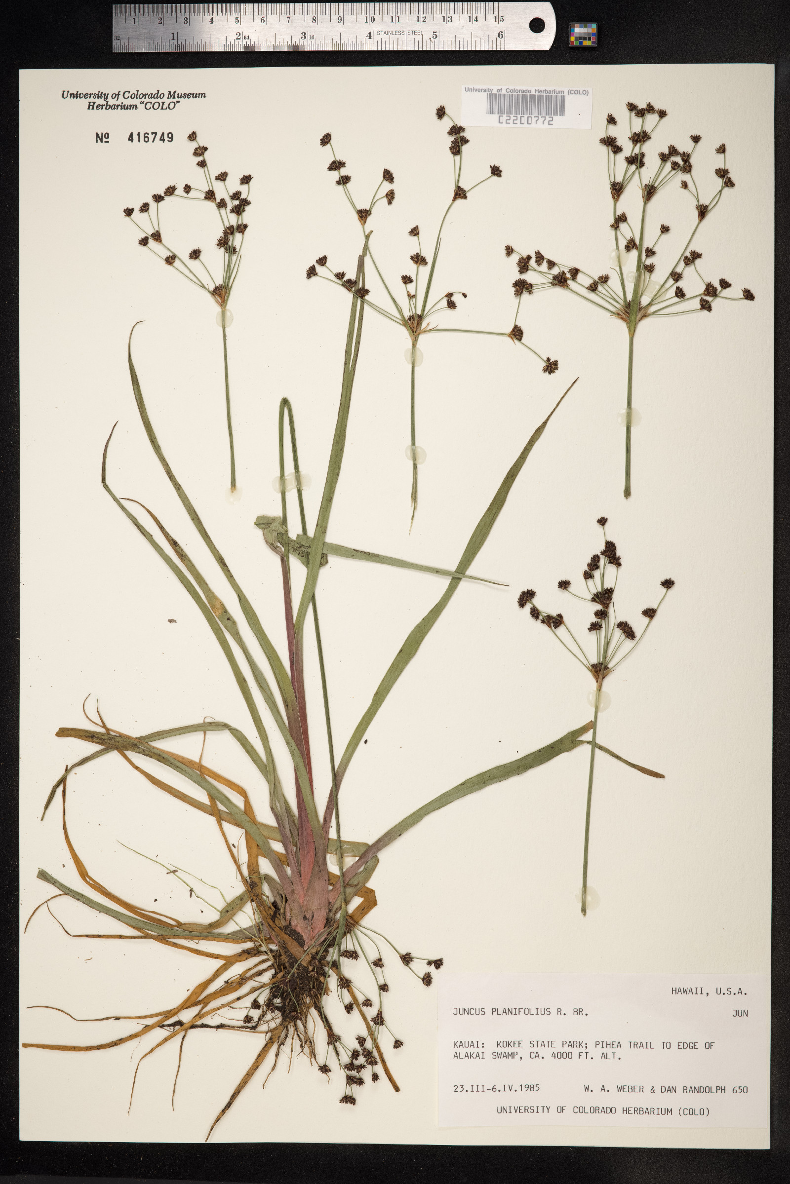 Juncus planifolius image